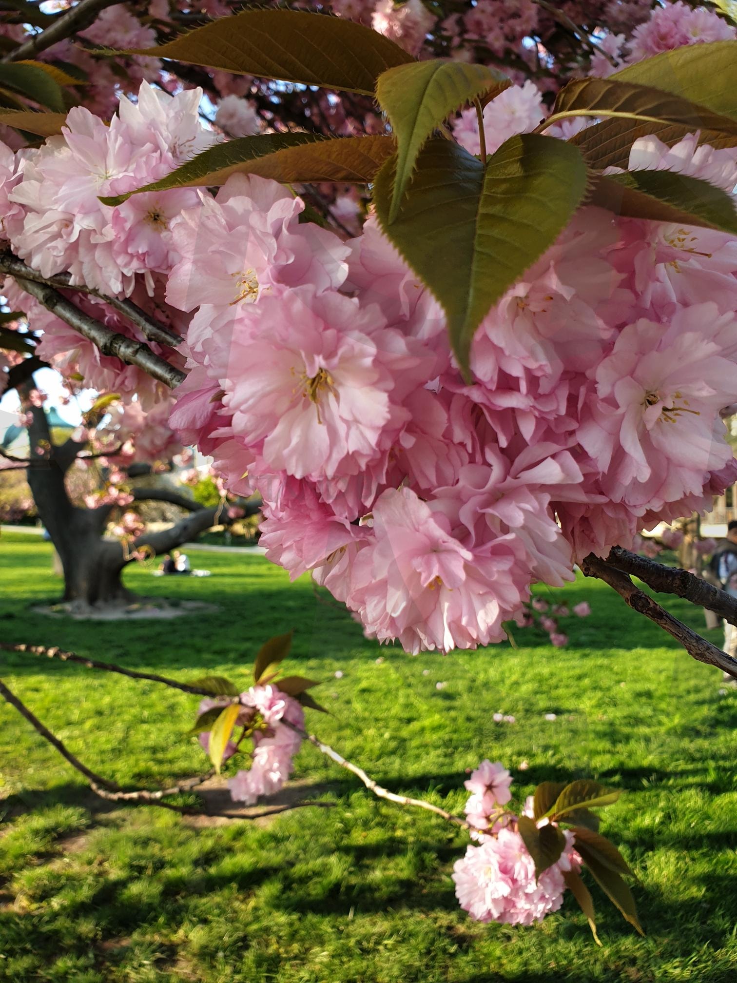 벚꽃나무 | 유럽, 꽃나무, 근접샷, 왕벚꽃, 들판과함께 | 스탠바이 STANDBUY 디지털 콘텐츠