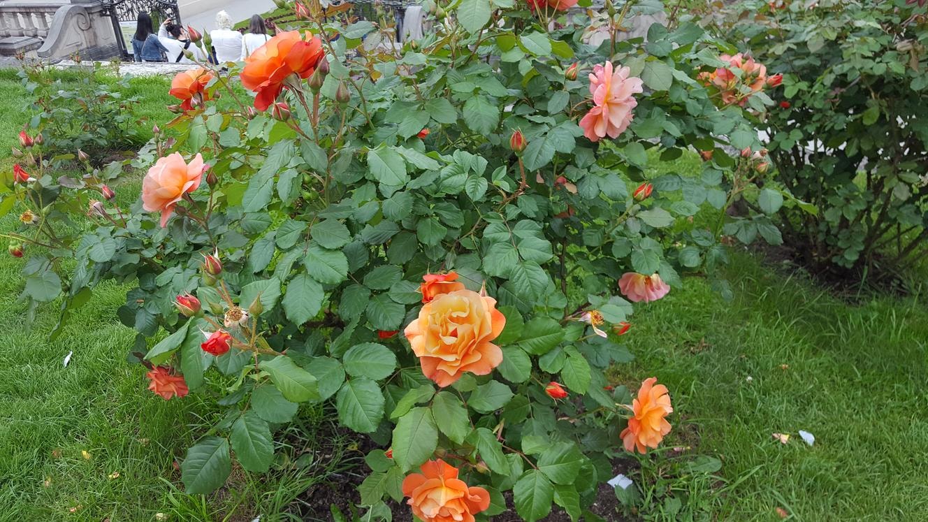 장미꽃 | 꽃, 장미꽃, 오스트리아, 장미나무, 들판 | 스탠바이 STANDBUY 디지털 콘텐츠