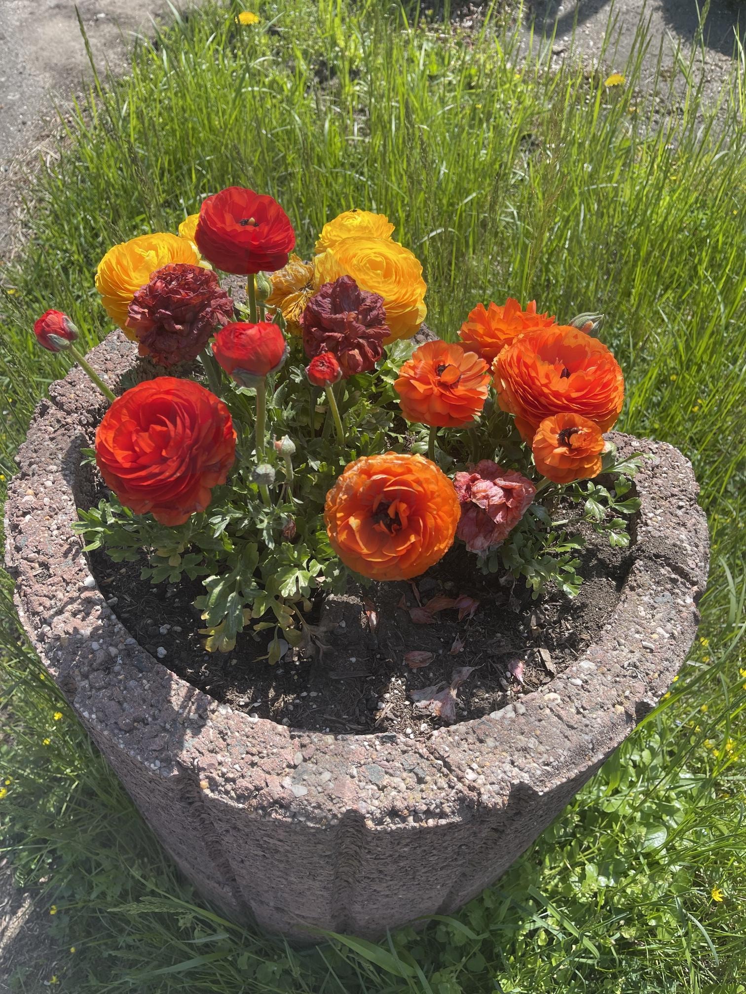 들판길 산책중에 | 꽃, 들꽃, 들판, 하늘, 화사한꽃 | 스탠바이 STANDBUY 디지털 콘텐츠