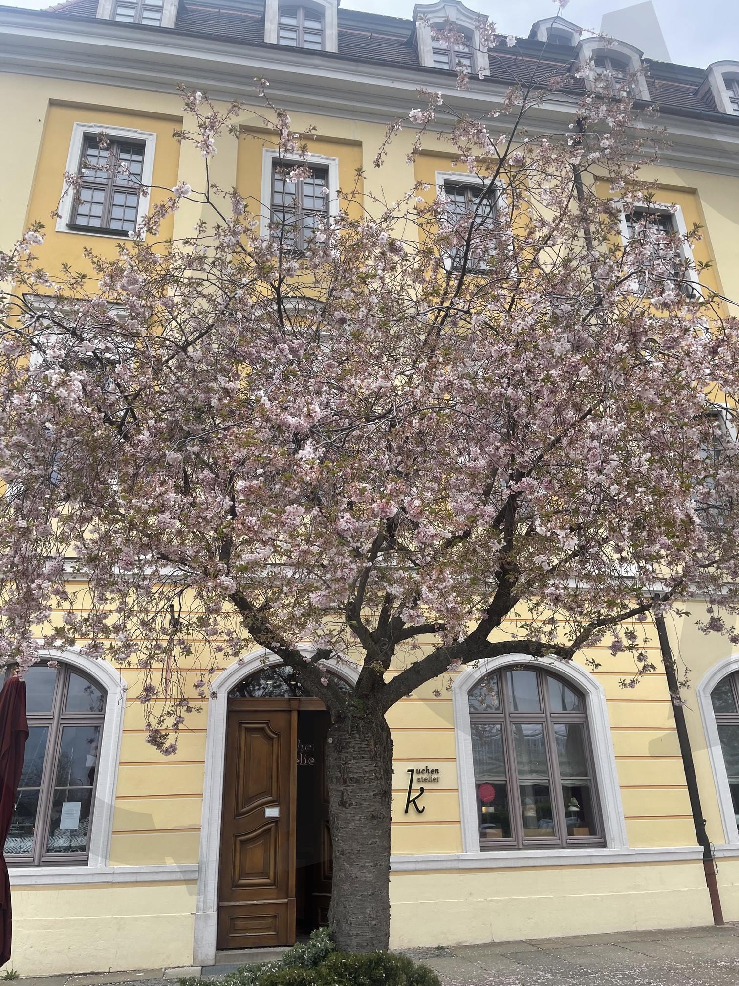 꽃나무 | 카페앞, 꽃나무, 케이크맛집, 호텔, 나무한그루 | 스탠바이 STANDBUY 디지털 콘텐츠