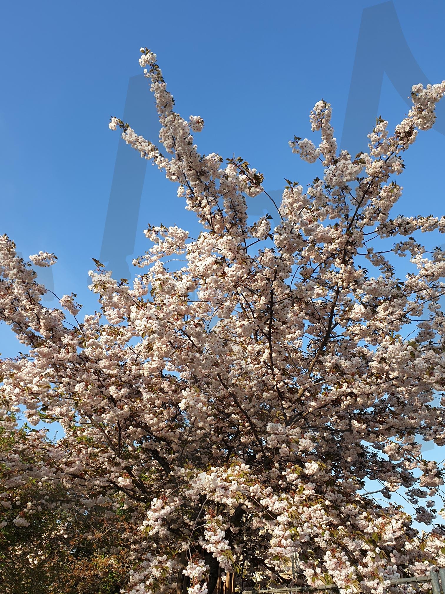 유럽에서 벚꽃 | 유럽, 벚꽃, 나무, 풍성한, 하늘과함께 | 스탠바이 STANDBUY 디지털 콘텐츠