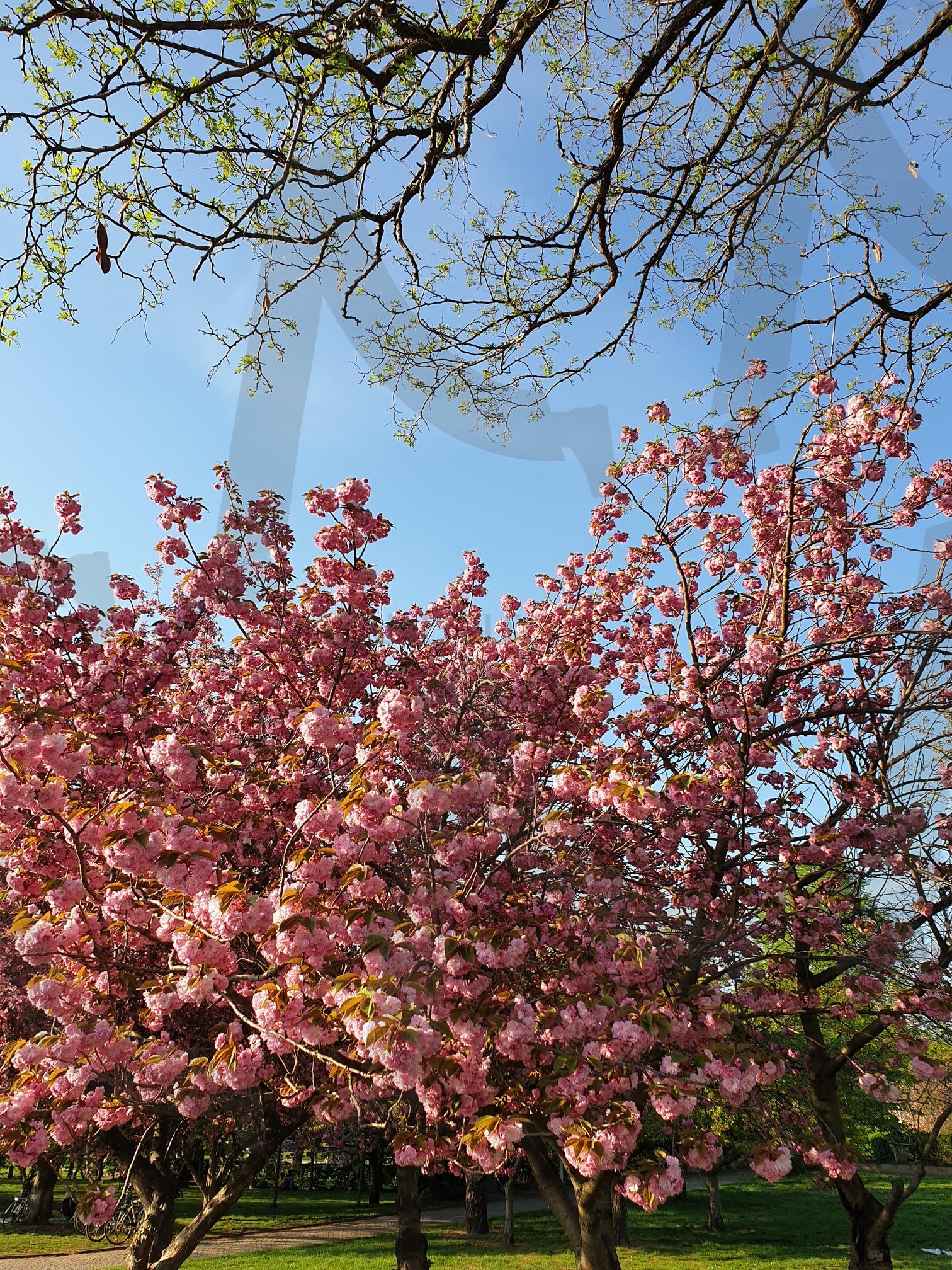 벚꽃나무 | 왕벚꽃, 유럽, 독일, 공원, 산책 | 스탠바이 STANDBUY 디지털 콘텐츠