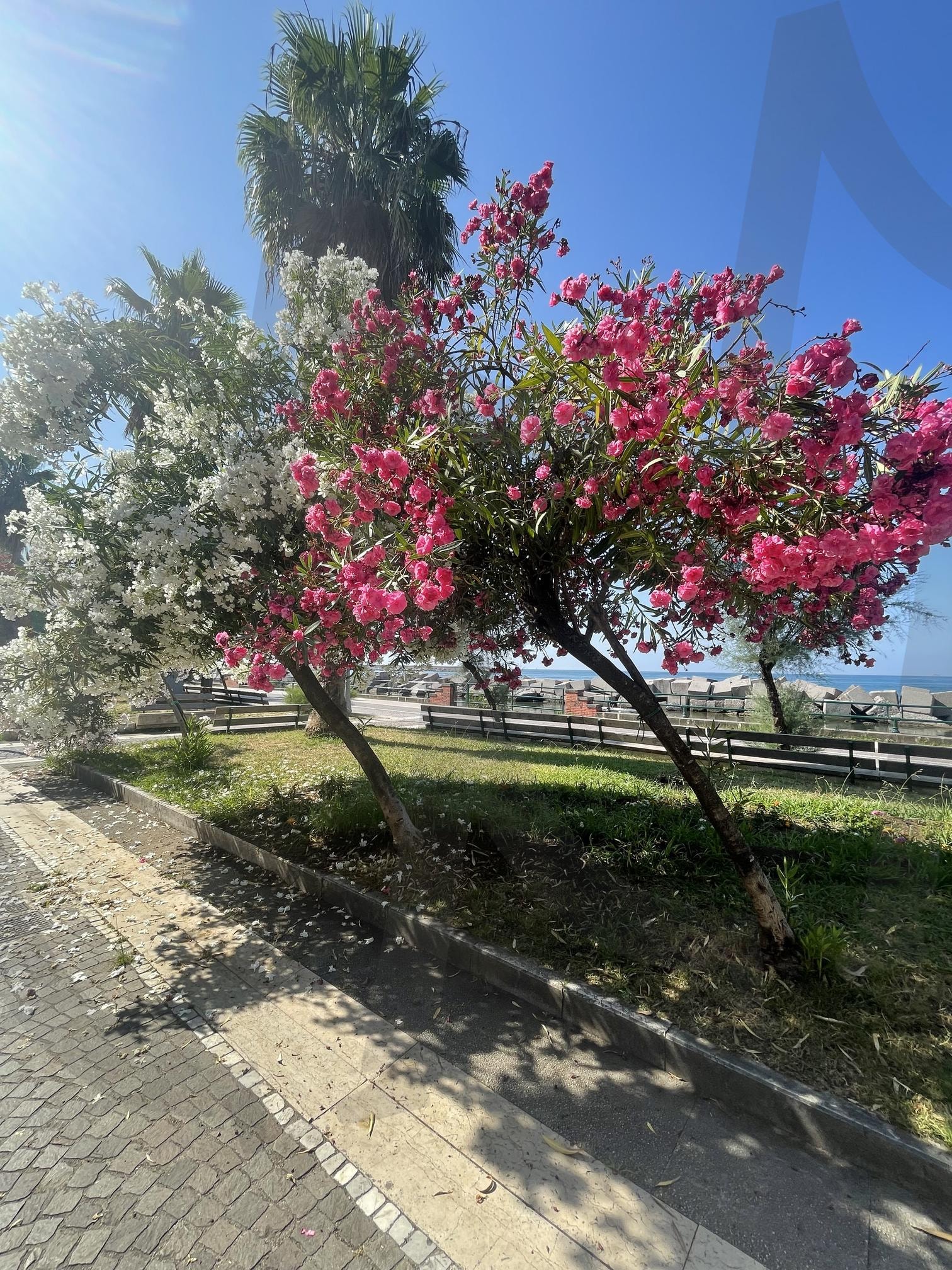 이탈리아남부 | 공원, 산책, 꽃나무, 하늘, 구름, 이탈리아 | 스탠바이 STANDBUY 디지털 콘텐츠