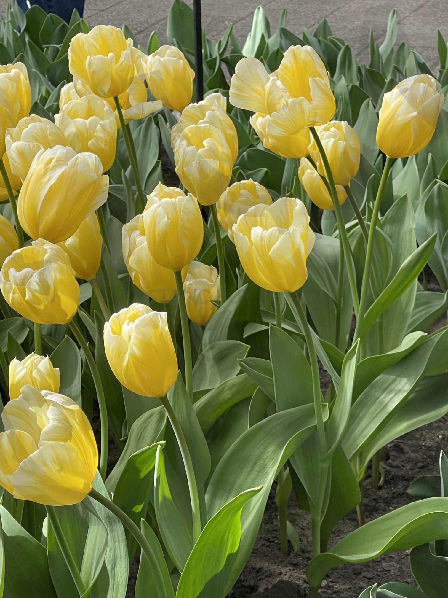 꽃 | 튤립, 꽃, 노란색, 꽃향기, 화원, 네덜란드 | 스탠바이 STANDBUY 디지털 콘텐츠