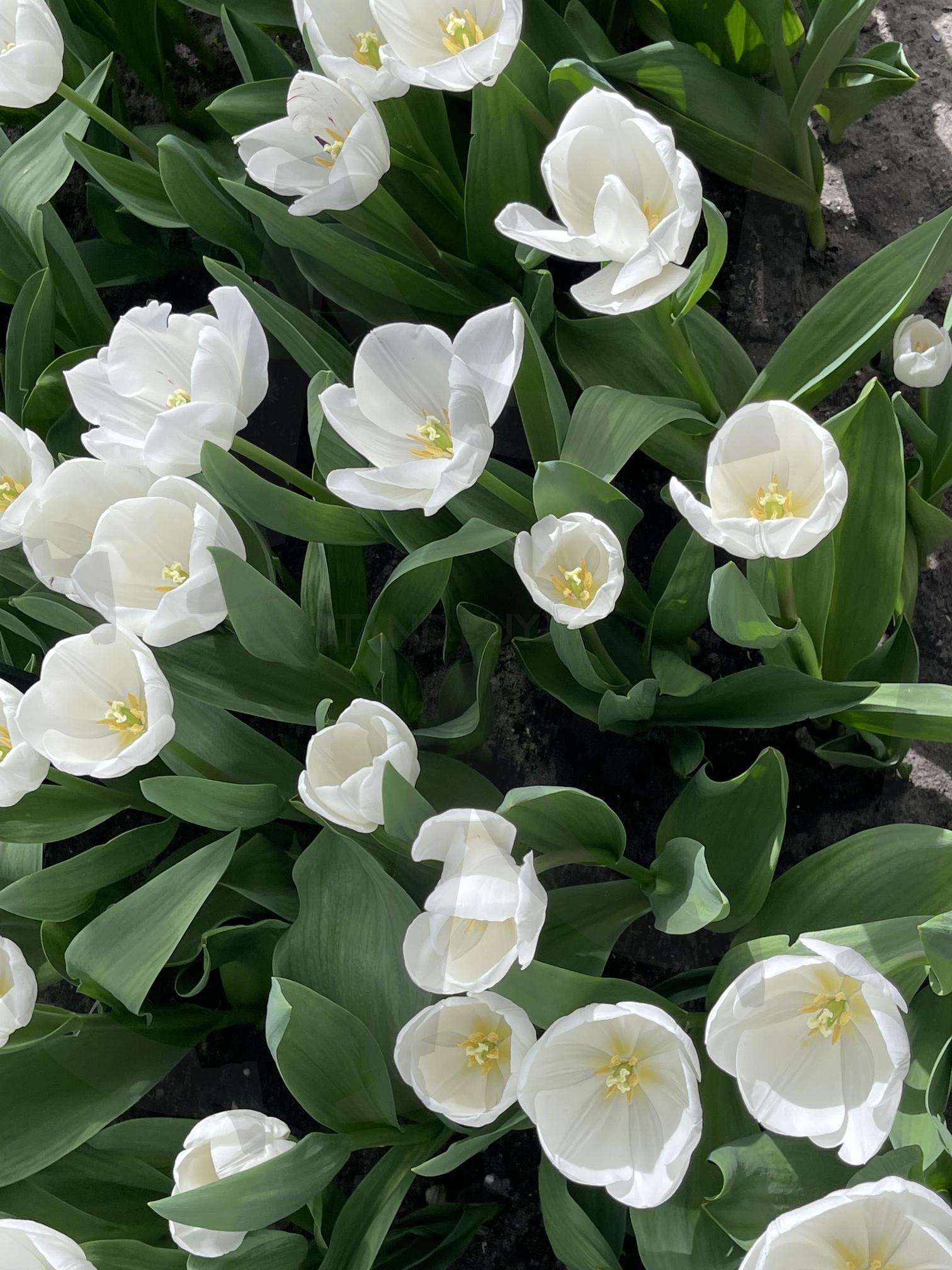 튤립 | 네덜란드, 흰색, 화원, 꽃향기, 튤립, 꽃 | 스탠바이 STANDBUY 디지털 콘텐츠