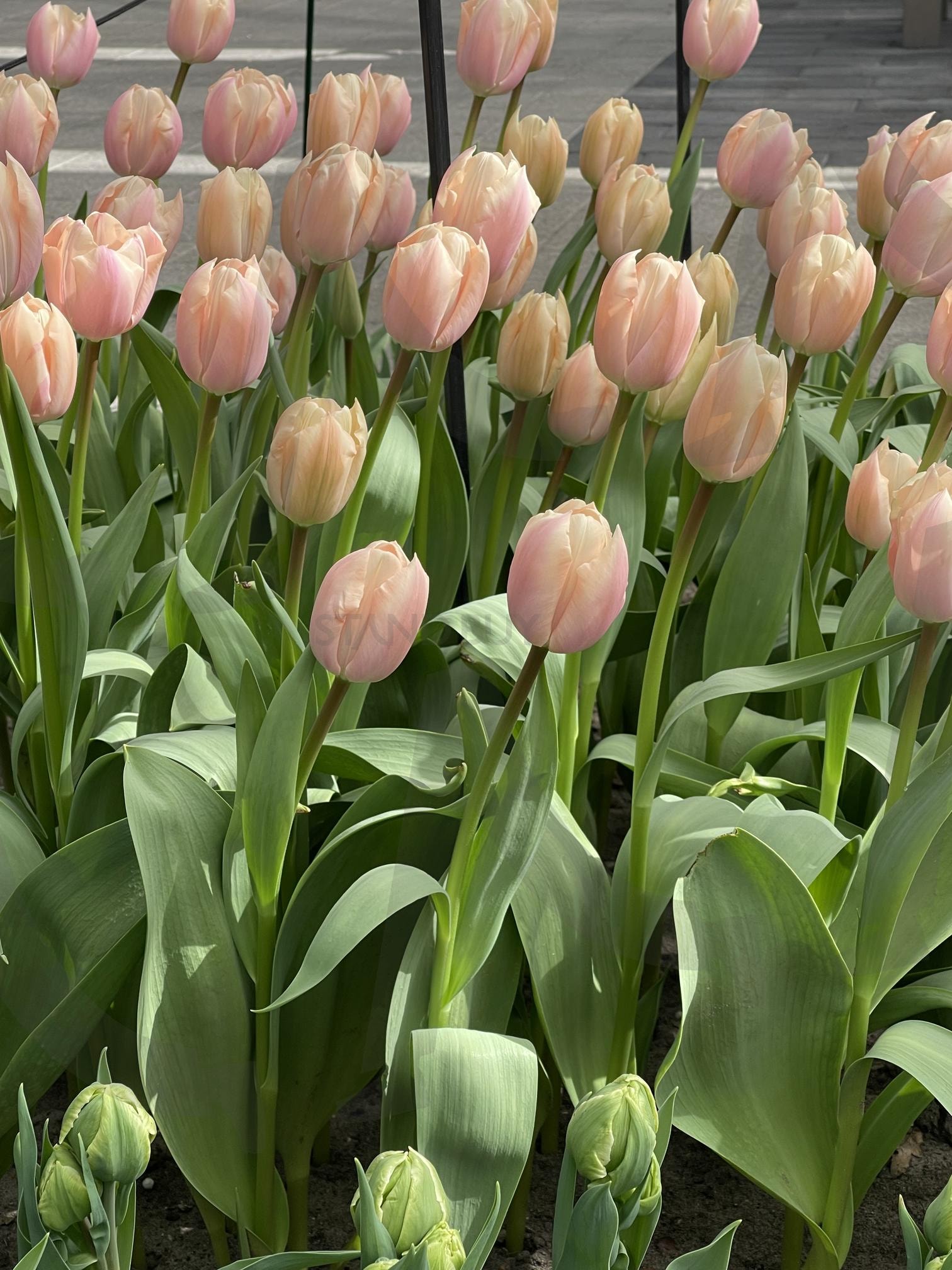 튤립 | 핑크, 튤립, 꽃, 꽃향기, 피우지못한꽃 | 스탠바이 STANDBUY 디지털 콘텐츠