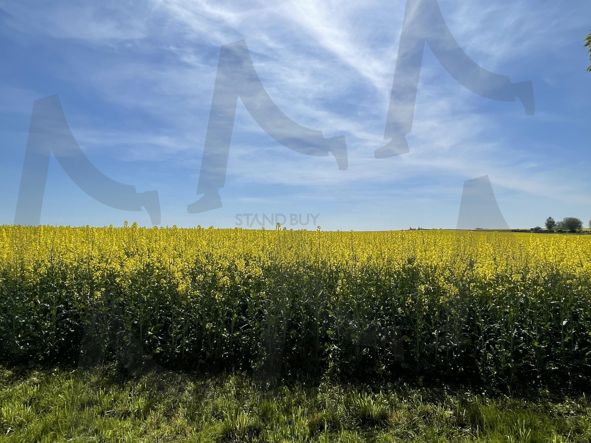 끝이 안보이는 유채꽃밭 | 유채꽃, 하늘, 구름, 들판, 푸른하늘 | 스탠바이 STANDBUY 디지털 콘텐츠