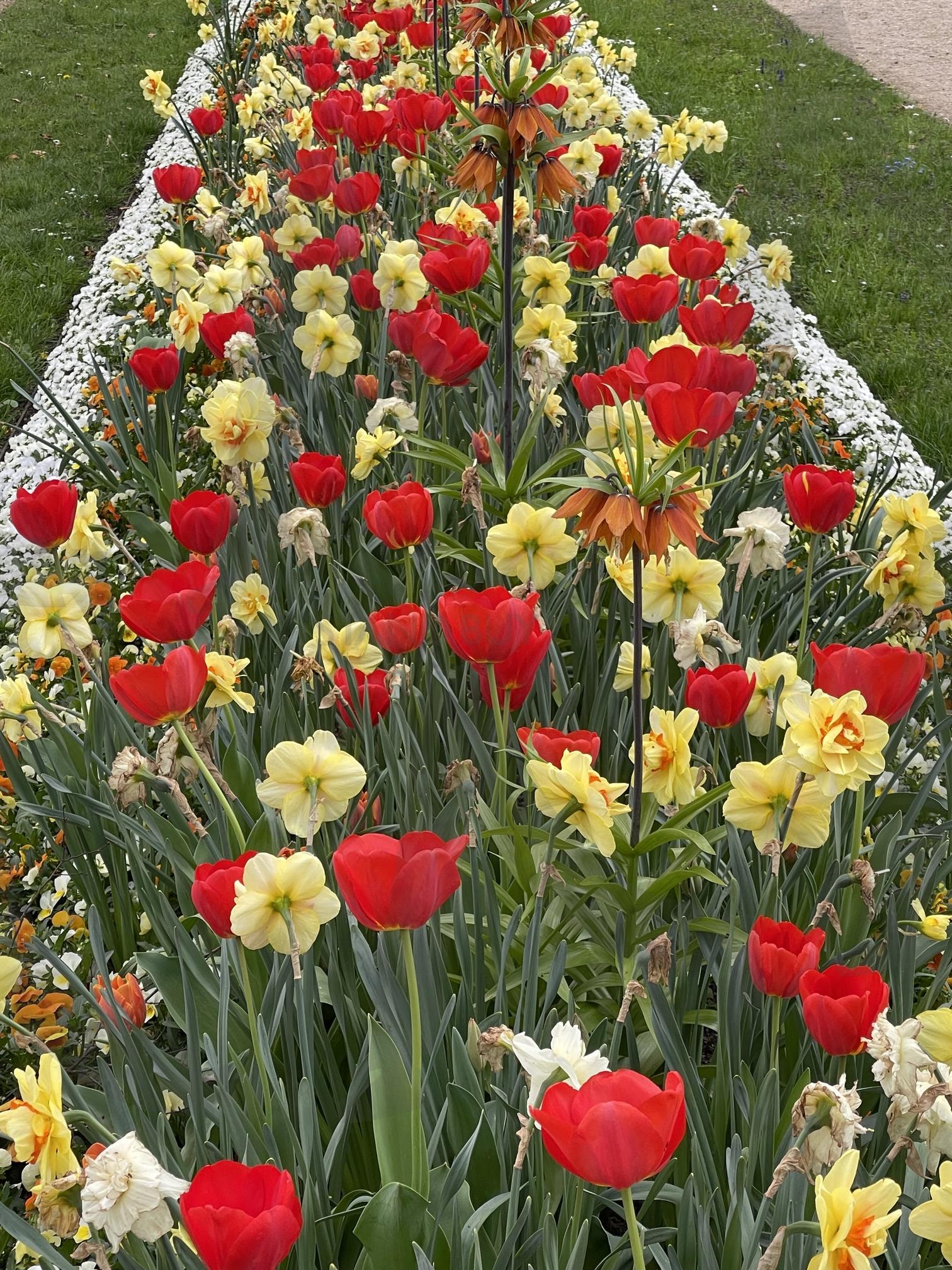 튤립 | 독일, 동네공원, 꽃, 산책, 데이트 | 스탠바이 STANDBUY 디지털 콘텐츠