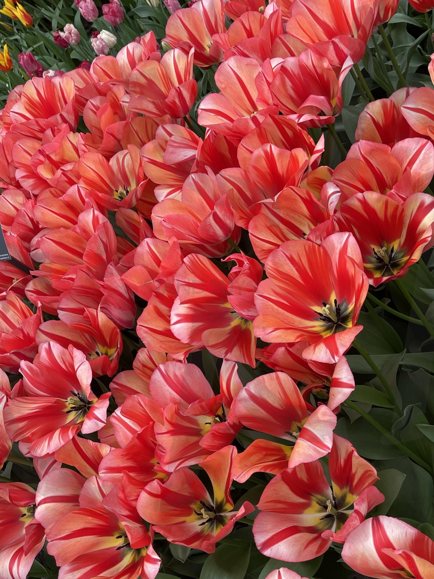 튤립 | 네덜란드, 튤립, 꽃, 꽃향기, 화원 | 스탠바이 STANDBUY 디지털 콘텐츠