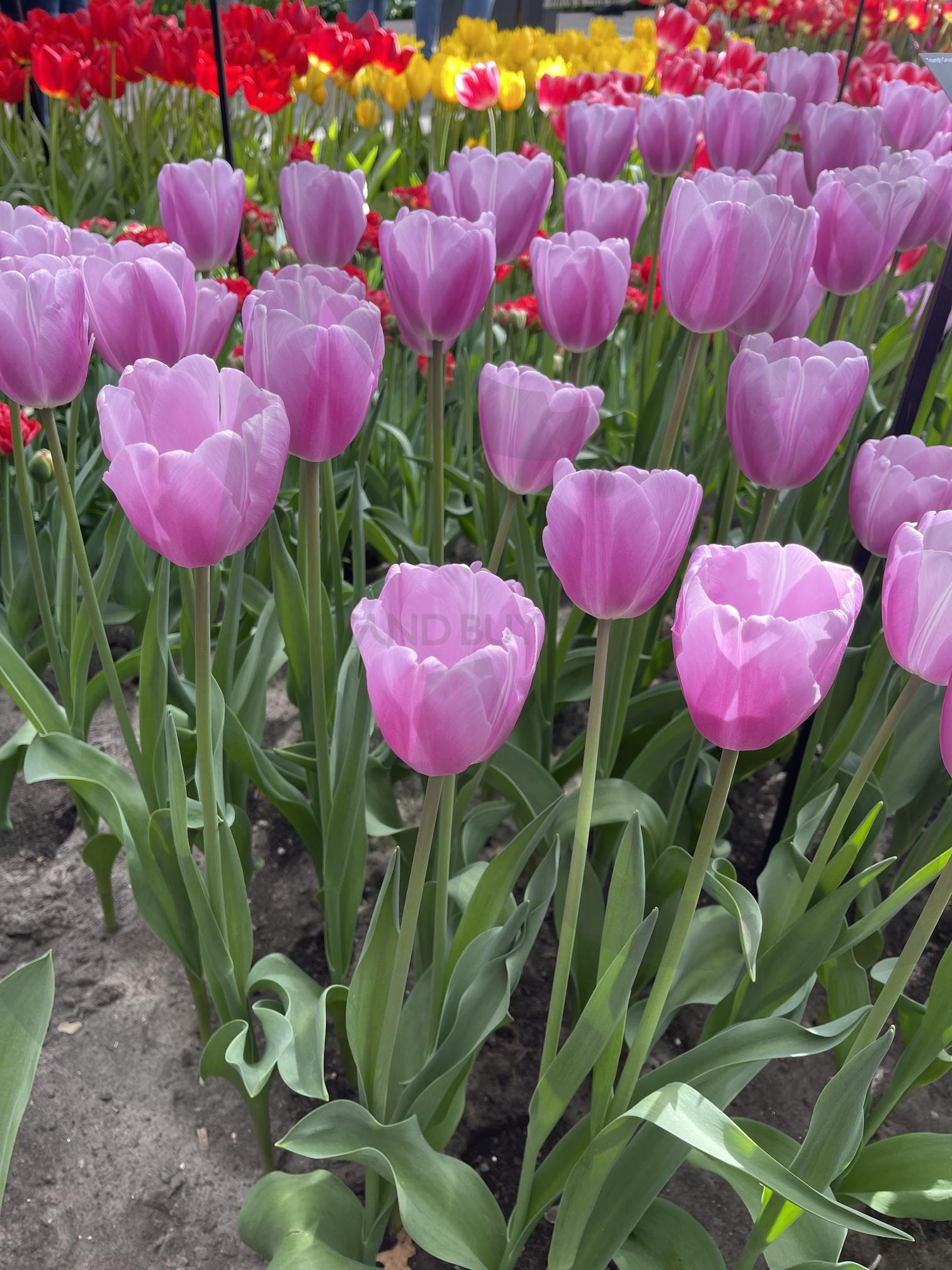 튤립 | 튤립, 꽃, 화원, 꽃향기, 네덜란드 | 스탠바이 STANDBUY 디지털 콘텐츠