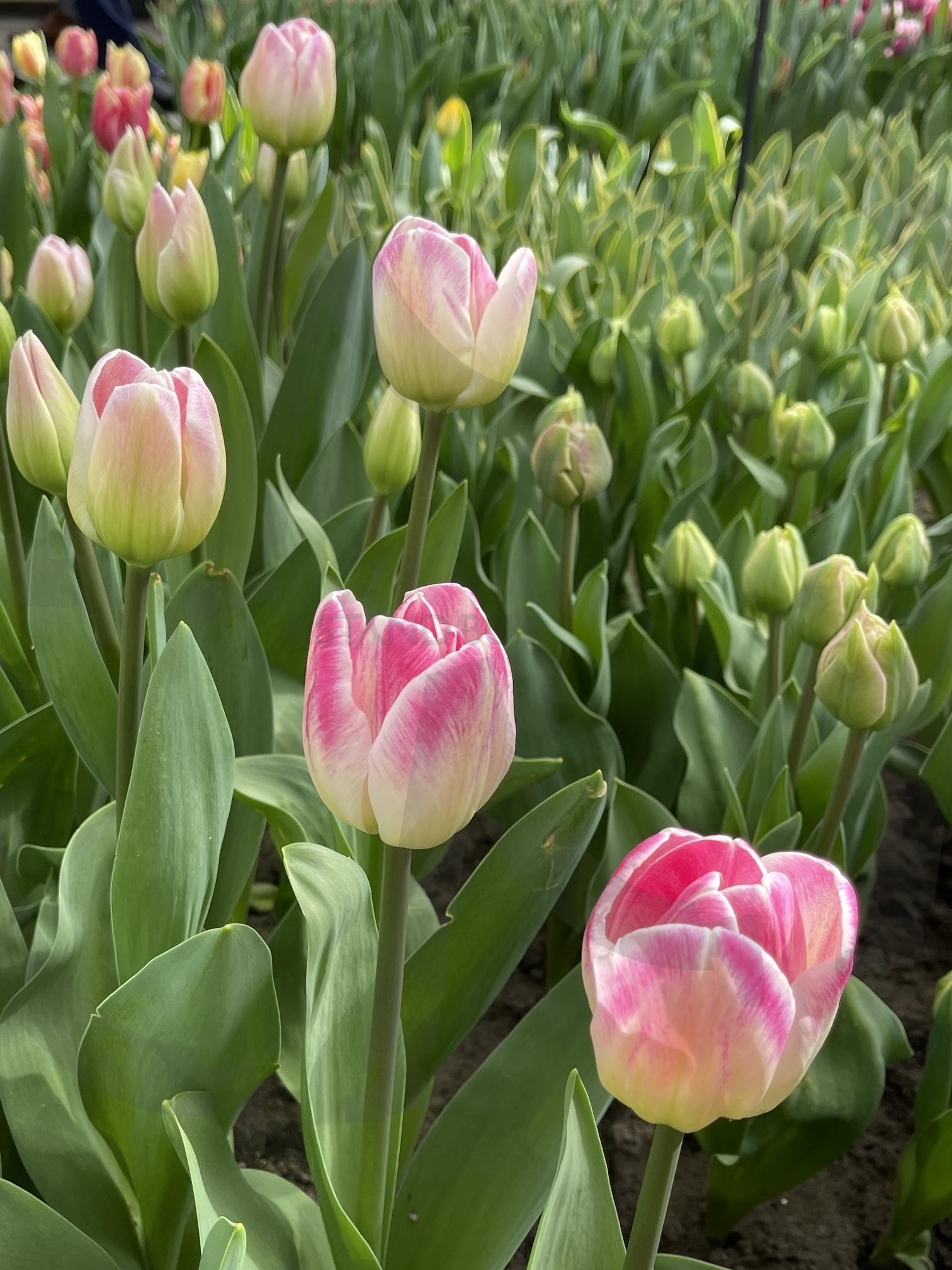 튤립 | 네덜란드, 튤립, 화원, 꽃, 꽃향기 | 스탠바이 STANDBUY 디지털 콘텐츠