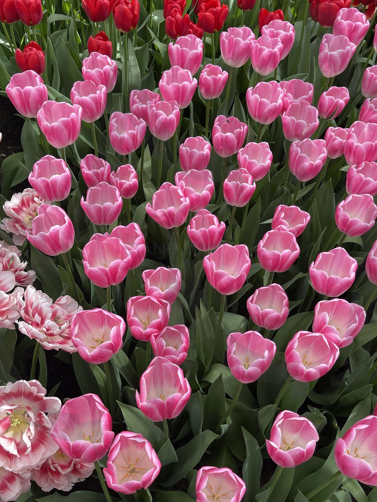 튤립 | 네덜란드, 튤립, 꽃, 화원, 꽃향기 | 스탠바이 STANDBUY 디지털 콘텐츠