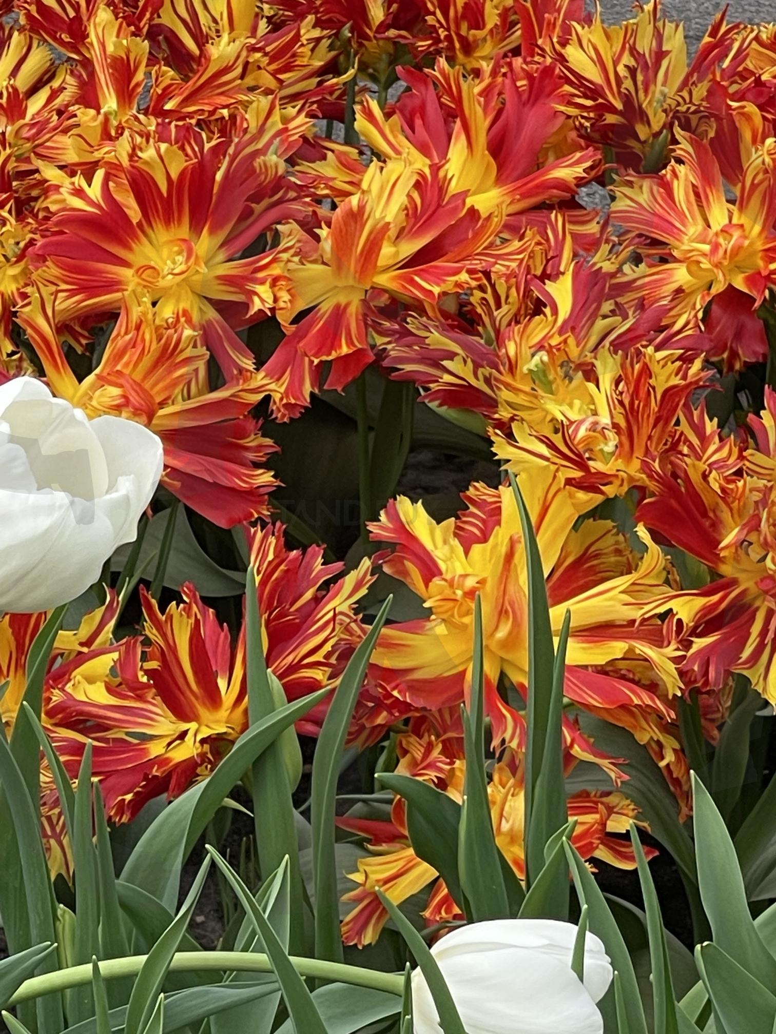 꽃 | 꽃, 네덜란드, 예쁜꽃, 꽃화원, 공원 | 스탠바이 STANDBUY 디지털 콘텐츠