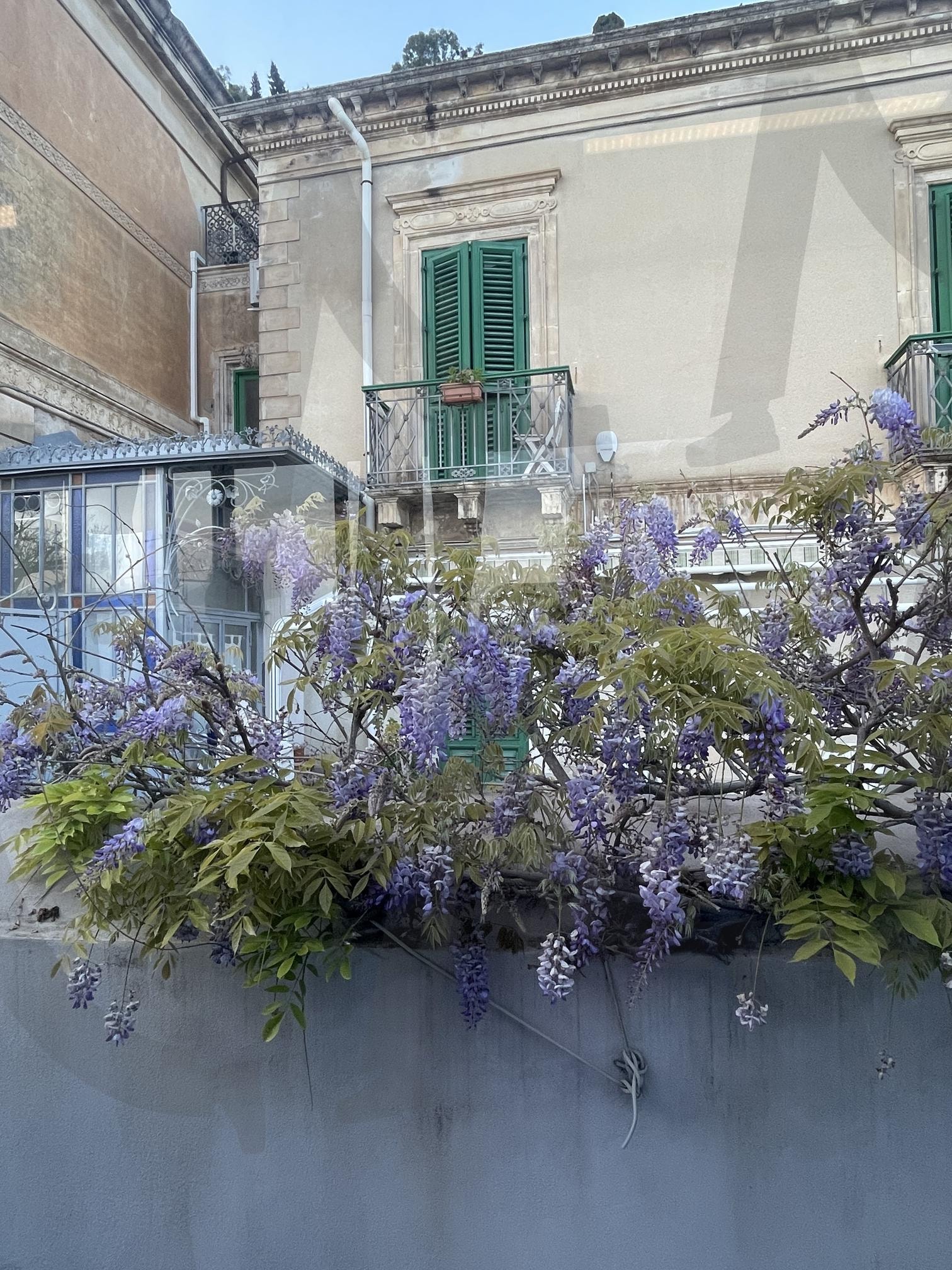 공원산책 | 드레스덴, 독일, 공원, 무슨꽃..?, 꽃향기 | 스탠바이 STANDBUY 디지털 콘텐츠