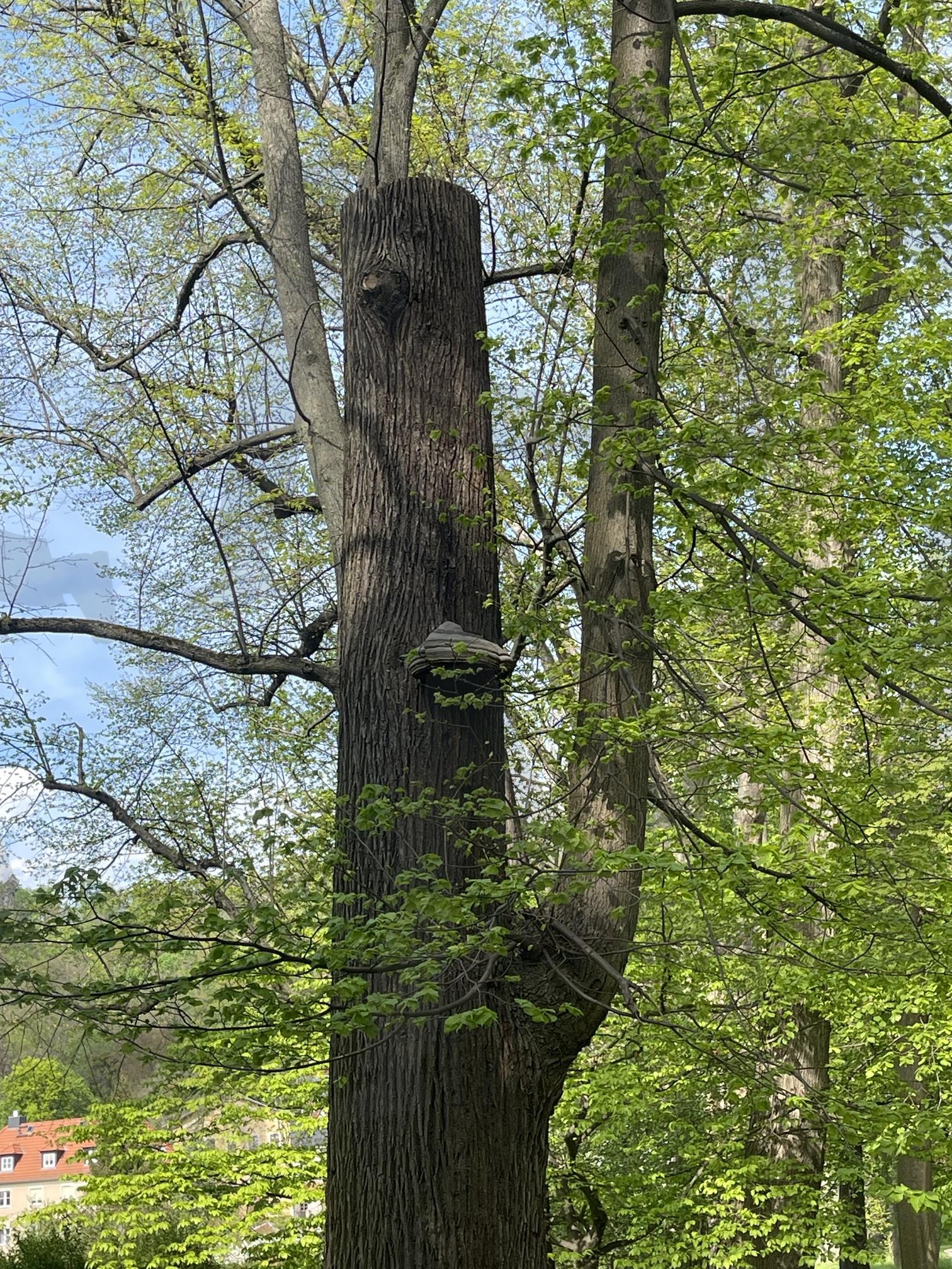 말굽버섯 | 독일, 공원, 산책, 숲속, 말굽버섯 | 스탠바이 STANDBUY 디지털 콘텐츠