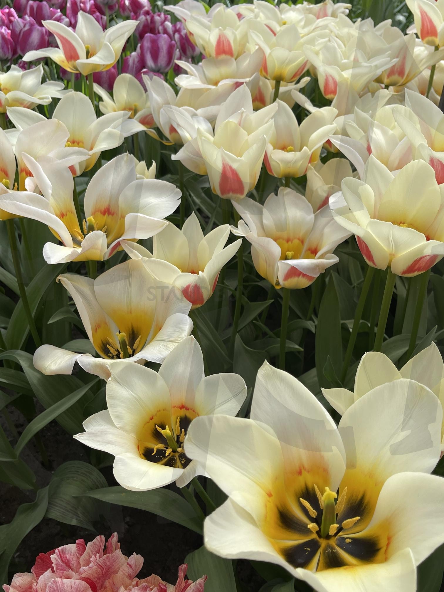 꽃 | 꽃, 네덜란드, 꽃공원, 무슨..꽃?, 꽃향기 | 스탠바이 STANDBUY 디지털 콘텐츠