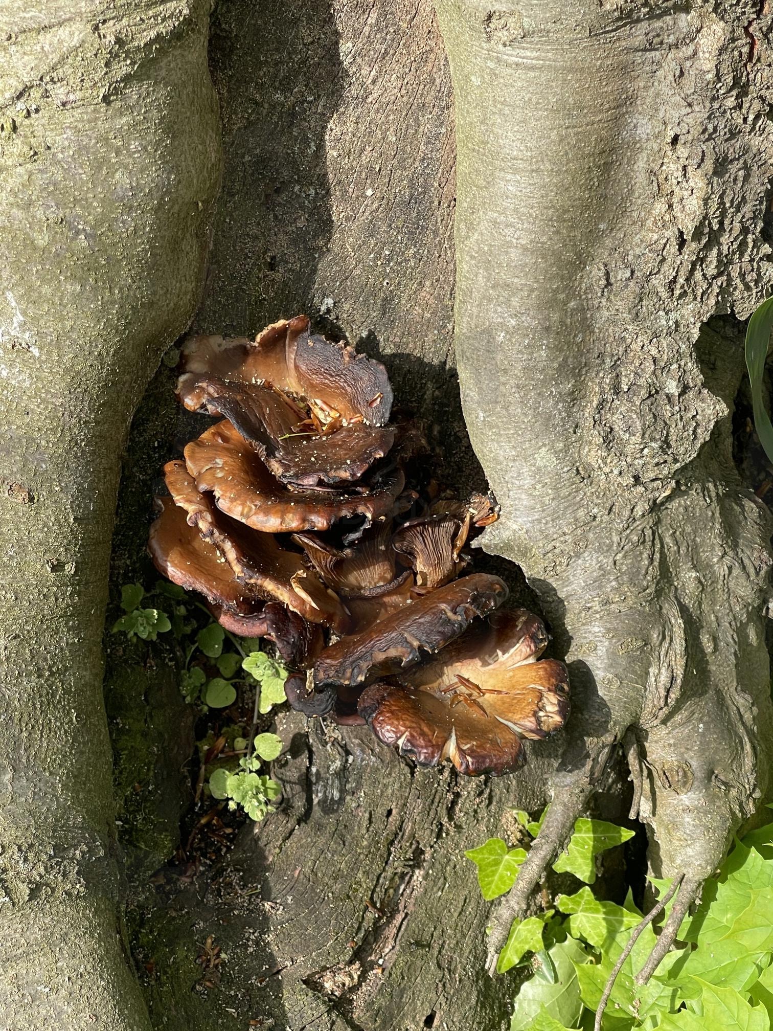 공원 | 독일, 드레스덴, 버섯?, 산책, 공원 | 스탠바이 STANDBUY 디지털 콘텐츠