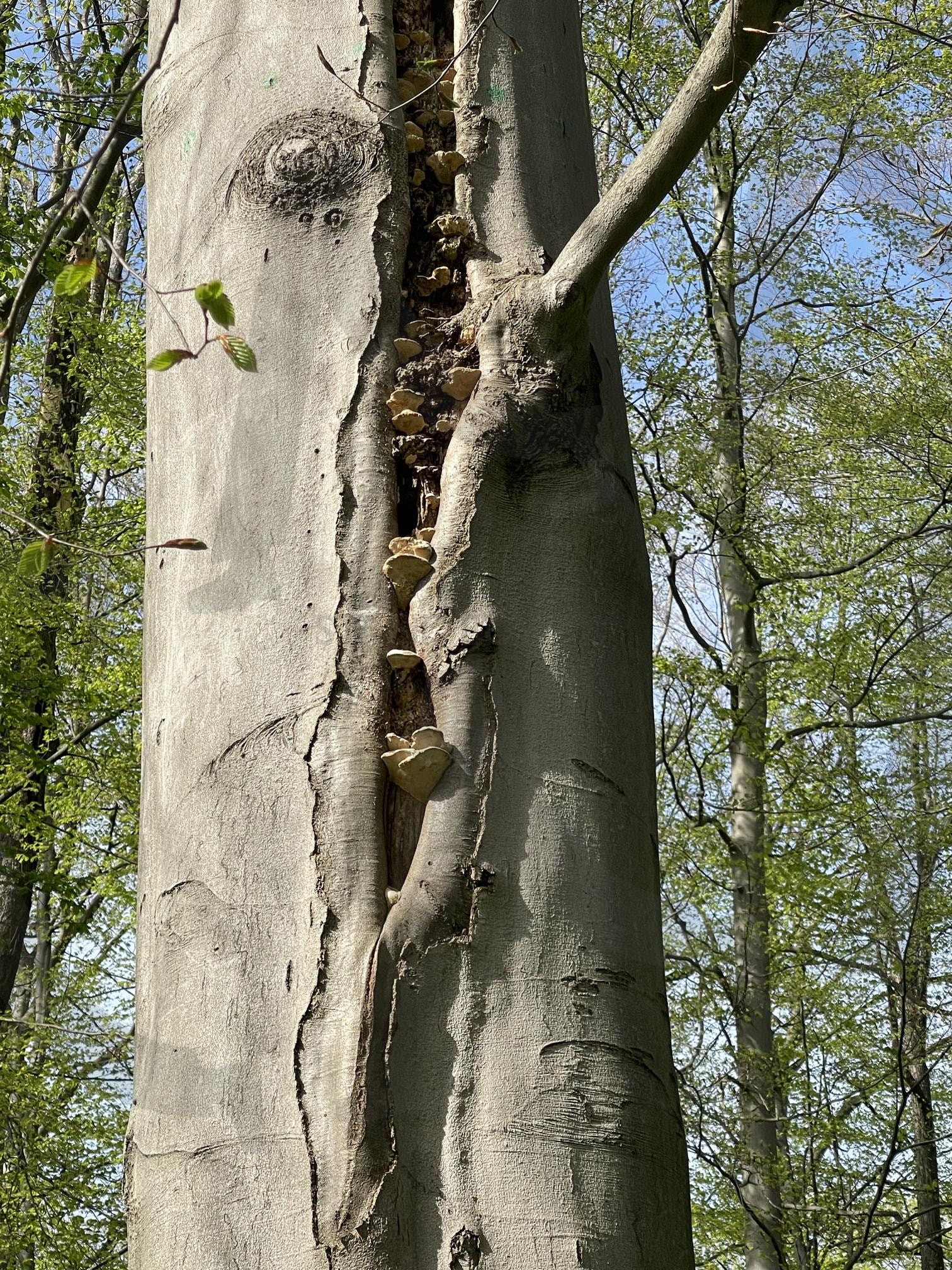 독일 | 공원, 산책, 정원, 독일, 드레스덴 | 스탠바이 STANDBUY 디지털 콘텐츠