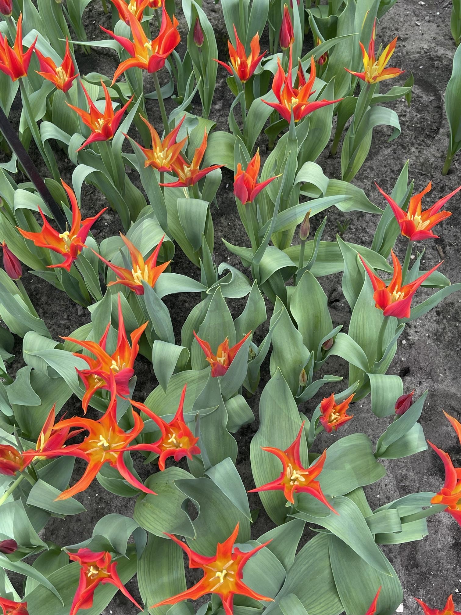 꽃 | 네덜란드, 꽃, 꽃향기, 화원, 꽃박람회 | 스탠바이 STANDBUY 디지털 콘텐츠