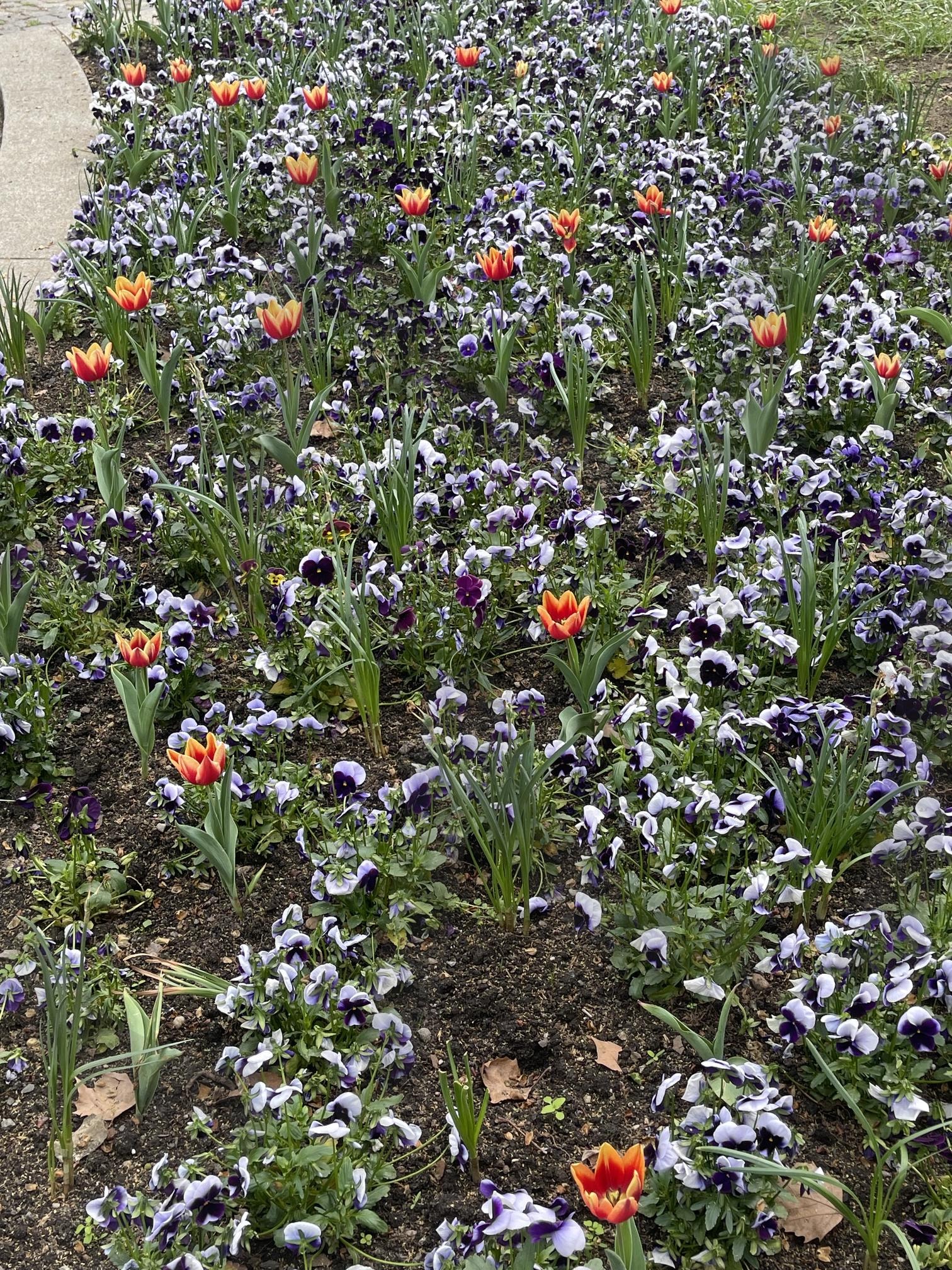 공원 | 꽃, 꽃다발, 공원, 산책, 보라색꽃 | 스탠바이 STANDBUY 디지털 콘텐츠