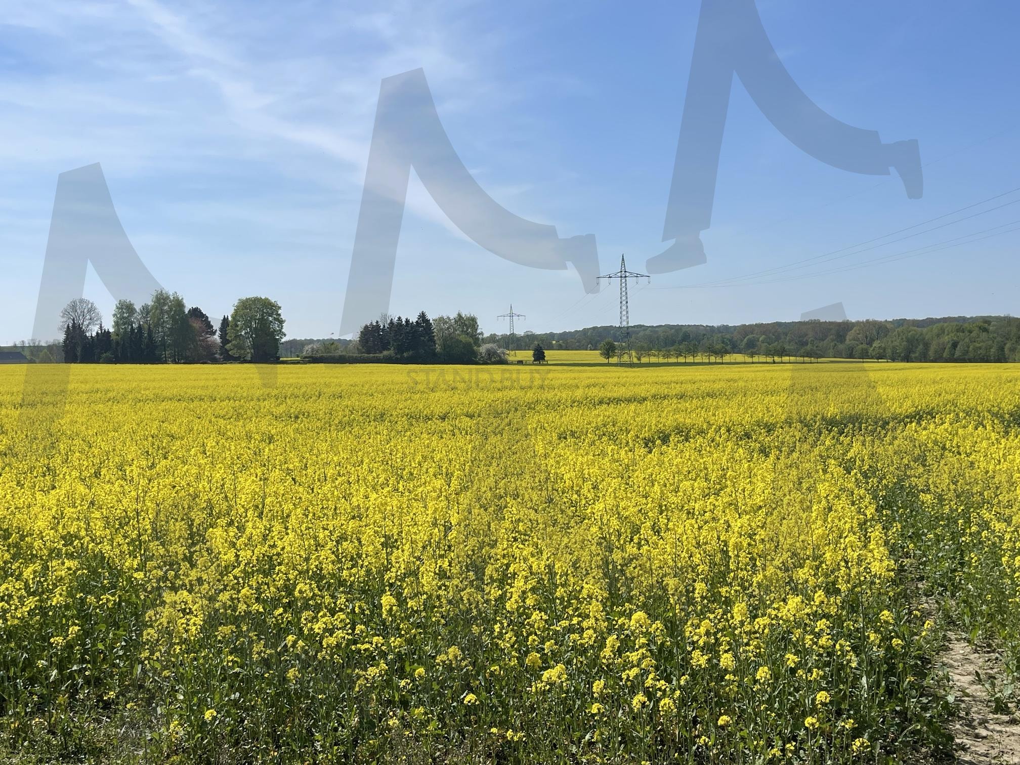 유채꽃 | 유채꽃, 들판, 하늘, 구름, 유채꽃축제 | 스탠바이 STANDBUY 디지털 콘텐츠