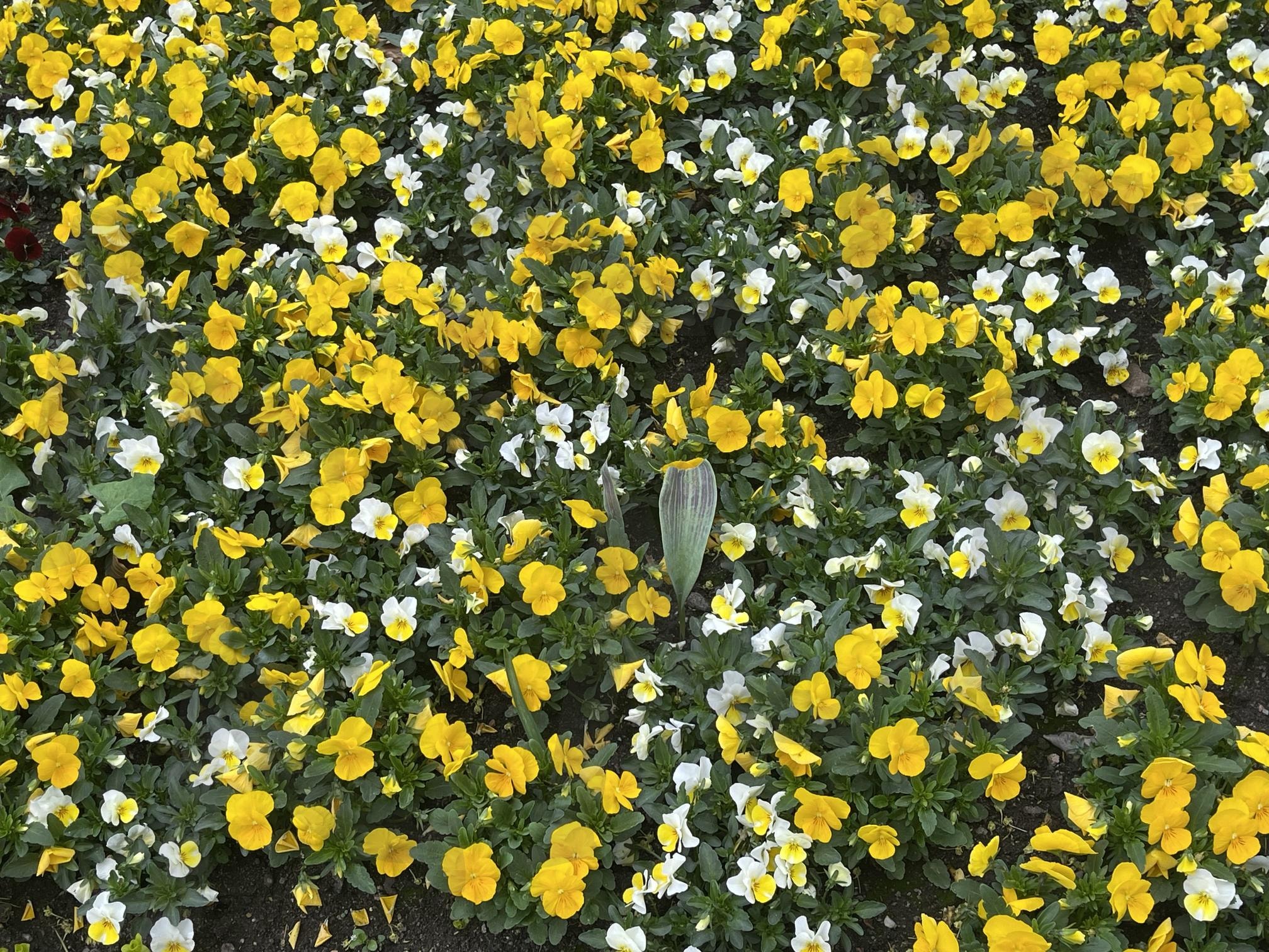 정원 | 정원, 공원, 꽃, 산책, 나무, 노란색 | 스탠바이 STANDBUY 디지털 콘텐츠