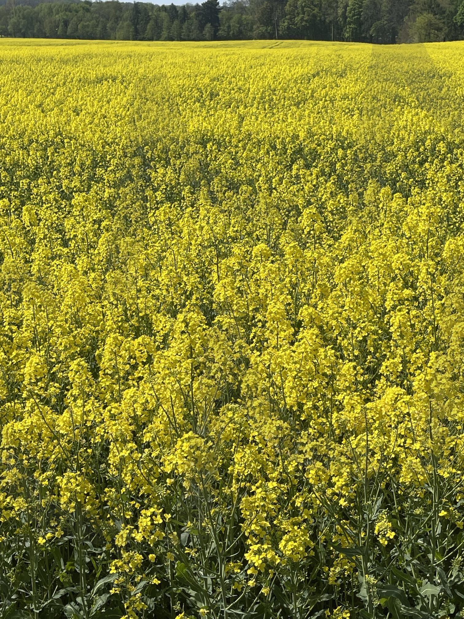 유채꽃 | 들판, 유채꽃, 만개, 공원, 산책 | 스탠바이 STANDBUY 디지털 콘텐츠