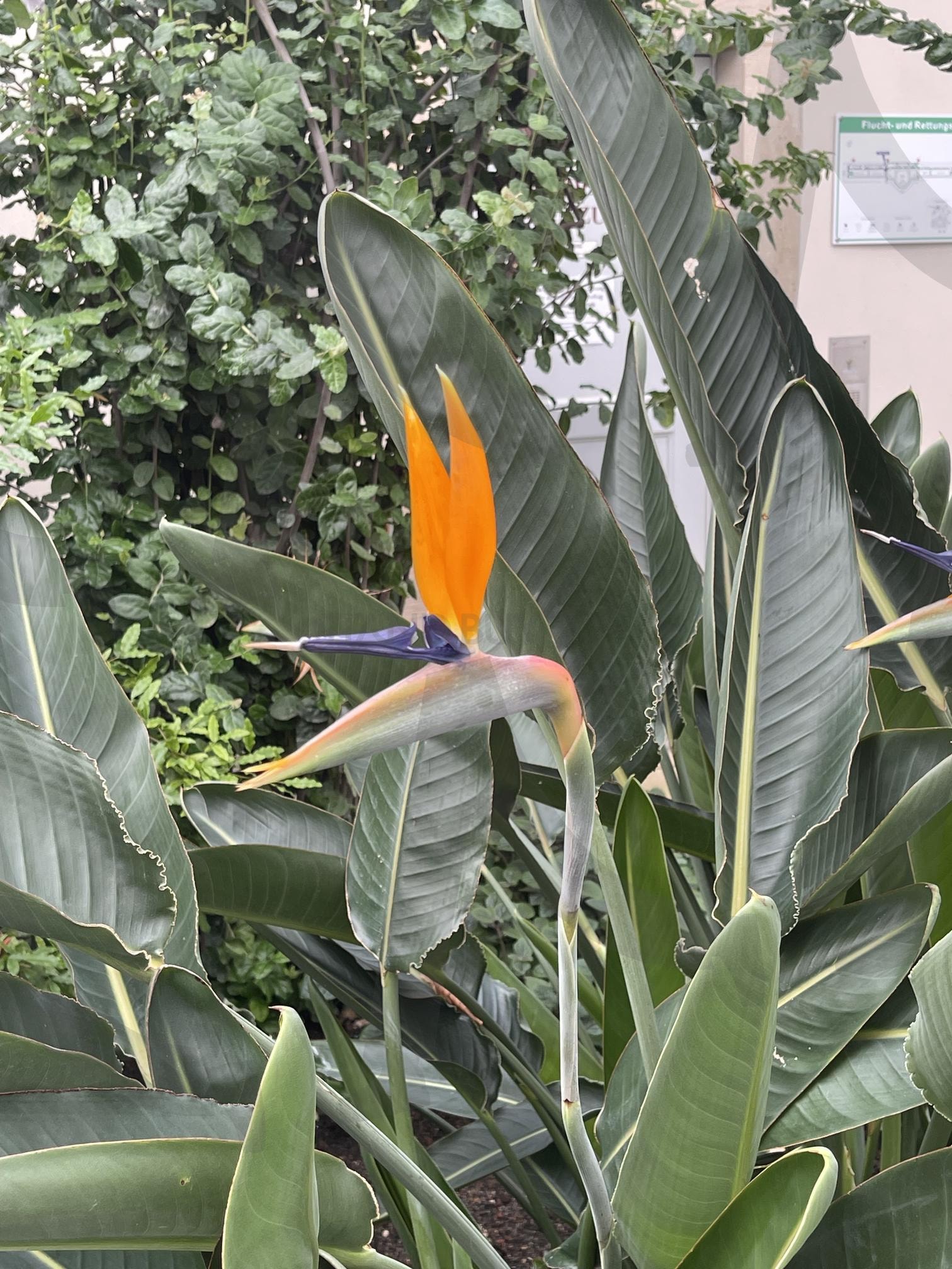 공원 | 산책, 공원, 꽃, 정원, 새닮은..? | 스탠바이 STANDBUY 디지털 콘텐츠