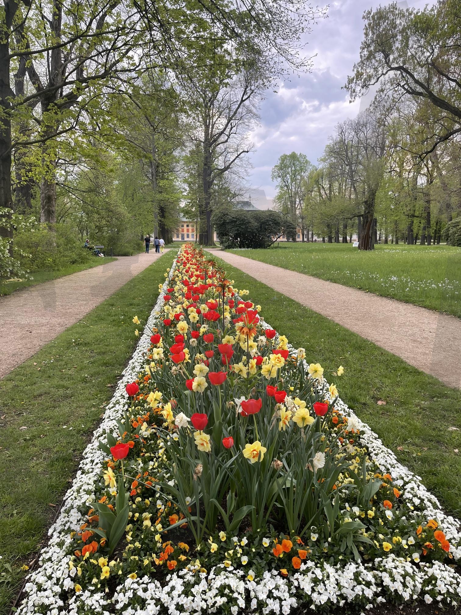 공원 | 공원, 정원, 산책, 꽃, 튤립, 하늘, 구름, 나무 | 스탠바이 STANDBUY 디지털 콘텐츠