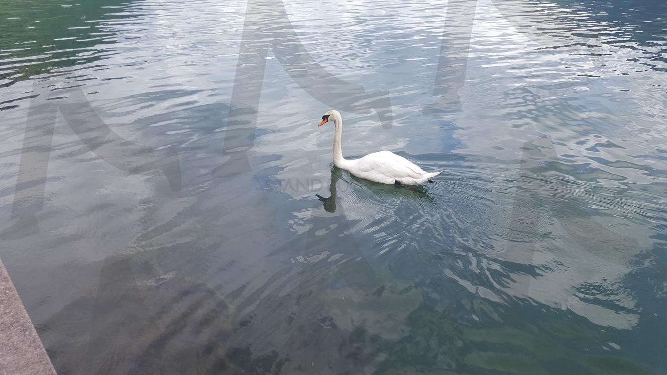 여행 | 첼암제, 오스트리아, 여행, 호수, 백조, 풍경 | 스탠바이 STANDBUY 디지털 콘텐츠