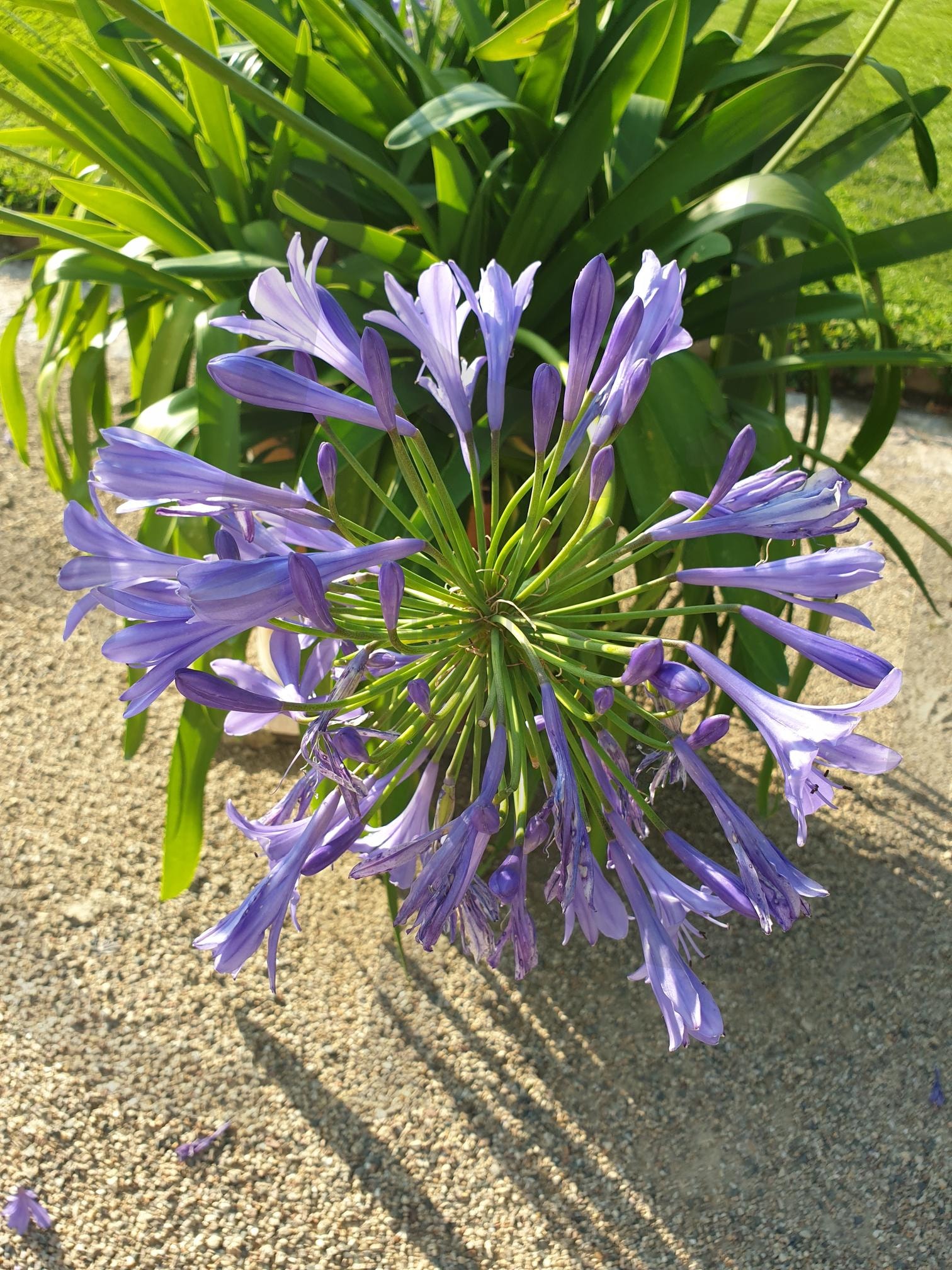 산책 | 산책, 공원, 독일, 동네마실, 꽃나무, 정원, 궁전 | 스탠바이 STANDBUY 디지털 콘텐츠