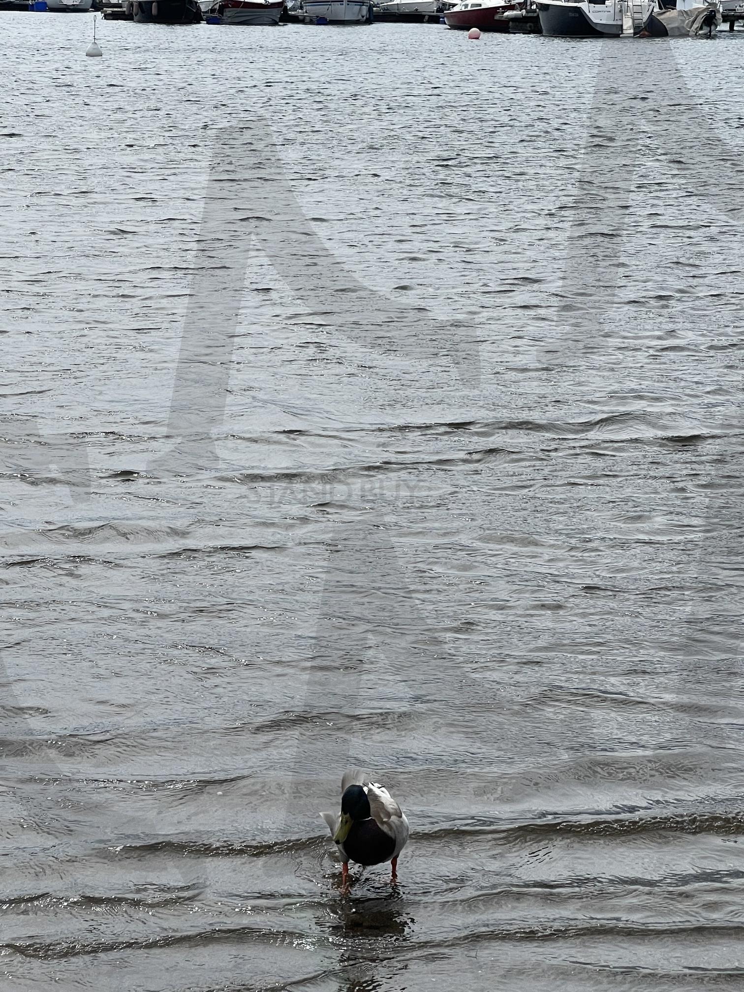 산책 | 산책, 독일, 라이프치히, 인공호수, 청둥오리 | 스탠바이 STANDBUY 디지털 콘텐츠