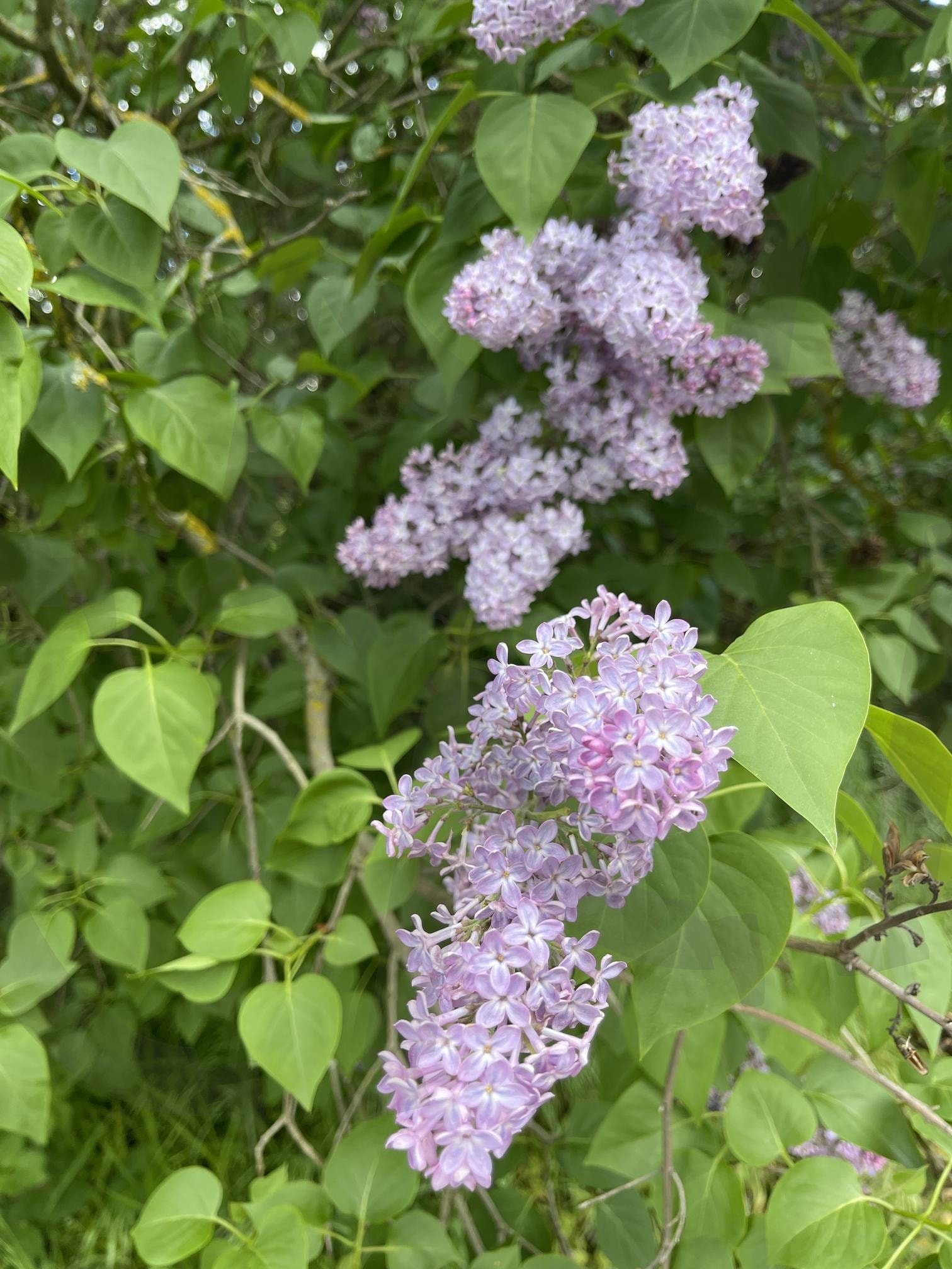 산책 | 꽃나무, 산책, 독일, 라이프치히, 풍경 | 스탠바이 STANDBUY 디지털 콘텐츠