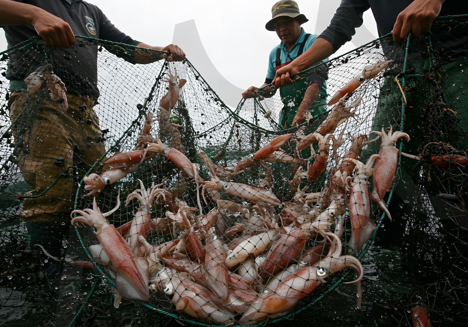 바다에서 어선을 타고 그물에서 오징어를 끌어올리는 어부들 | 오징어, 해산물, 음식, 어부, 어선, 그물, 수확, 바다, 해양, 어획, 신선함, 낚시, 수산, 갑각류, ai | 스탠바이 STANDBUY 디지털 콘텐츠