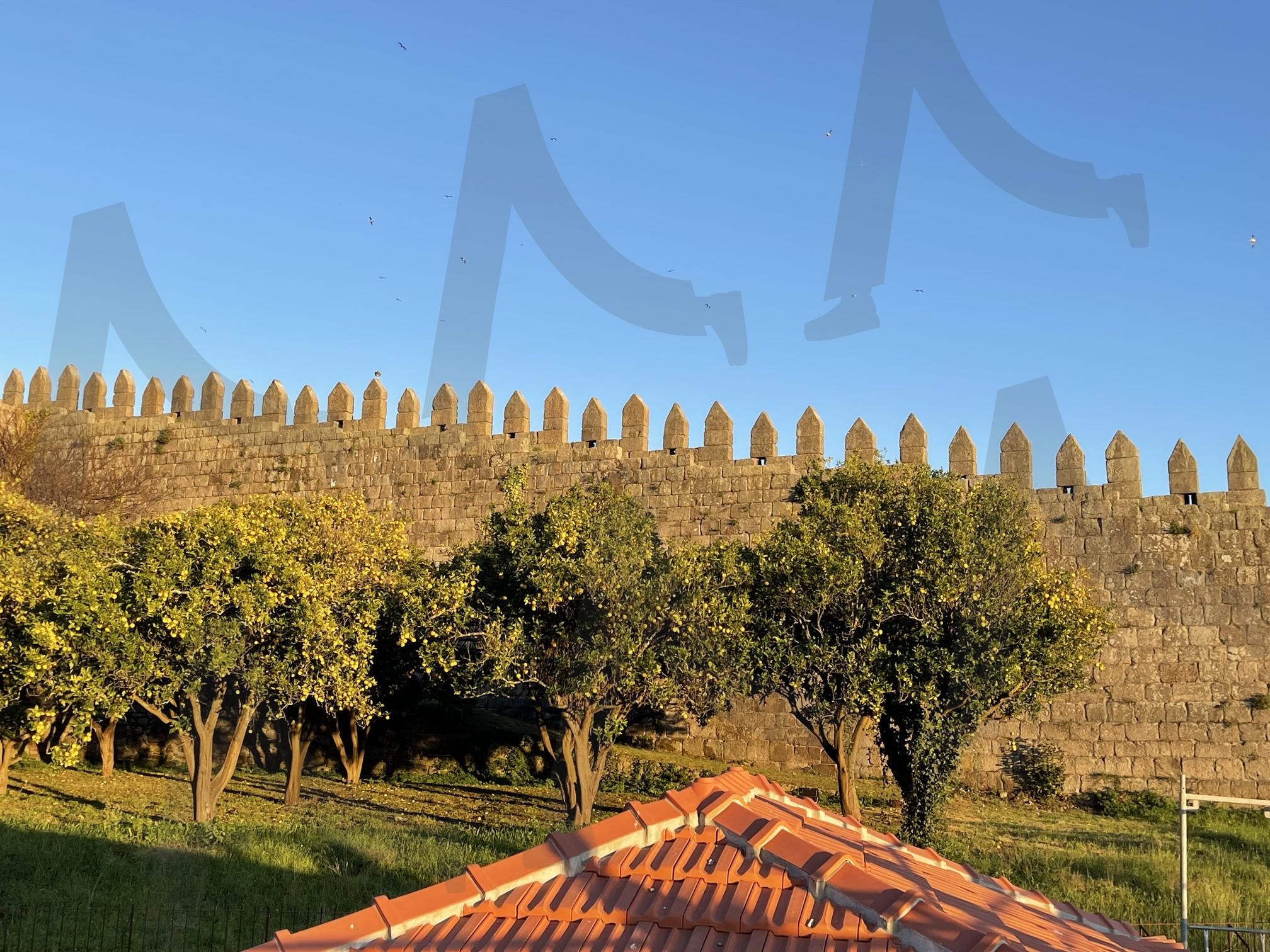 여행 | 여행, 포르투칼, 포르투, 11월, 오렌지나무 | 스탠바이 STANDBUY 디지털 콘텐츠