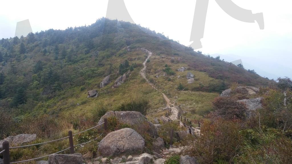 지리산 세석평전 연화슴이 (연화습지) – 장터목으로 이어지는 능선길, 선화선경(仙花仙景) | 지리산, 세석평전, 연화슴이, 장터목대피소, 세석대피소, 선화선경, 숲길, 능선길, 천왕봉가는길, 산악사진 | 스탠바이 STANDBUY 디지털 콘텐츠