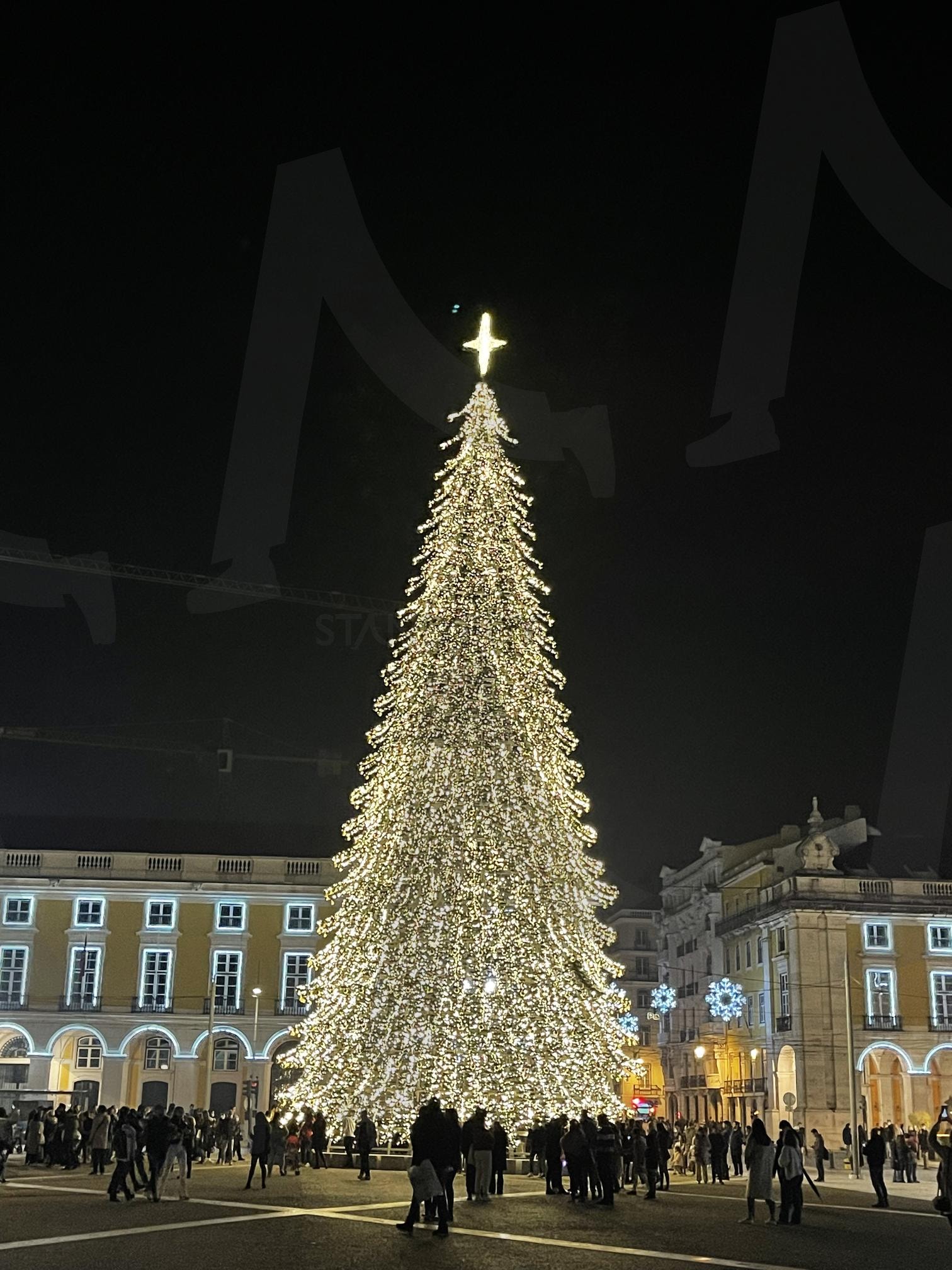 여행 | 여행, 포르투칼, 리스본, 대형트리, 11월, 저녁 | 스탠바이 STANDBUY 디지털 콘텐츠
