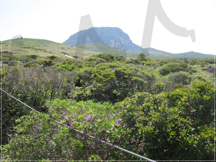 “한라산 초여름 풍경 – 2012년 6월 푸른 윗세오름과 방아오름” | 한라산, 윗세오름, 방아오름, 제주여행, 자연풍경, 여름산행 | 스탠바이 STANDBUY 디지털 콘텐츠