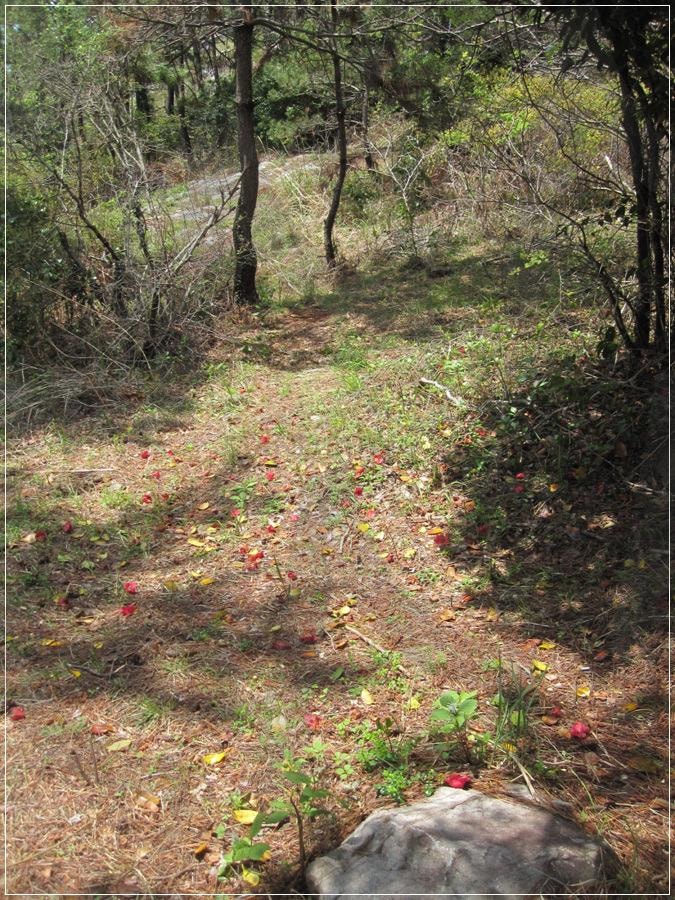 "여수 금오도 비렁길, 2012년 봄의 바닷길 풍경" | 여수, 금오도, 비렁길, 동백꽃, 남해바다, 섬여행 | 스탠바이 STANDBUY 디지털 콘텐츠