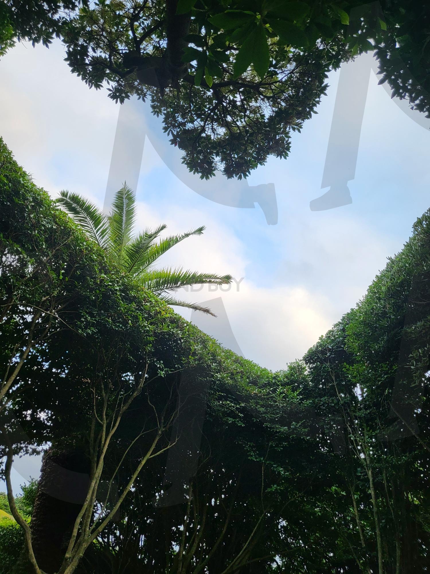 하트나무 | 자연, 풍경, 하늘, 숲, 초록, 힐링, 고요, 평화, 프레임, 감성, 위로, 쉼 | 스탠바이 STANDBUY 디지털 콘텐츠