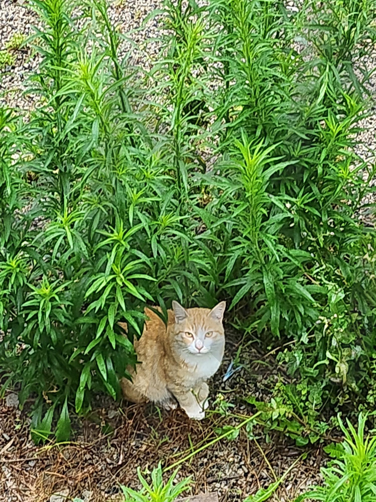 길냥이 | 길고양이, 길냥이, 치즈냥, 치즈냥이, 고양이, 동네고양이 | 스탠바이 STANDBUY 디지털 콘텐츠