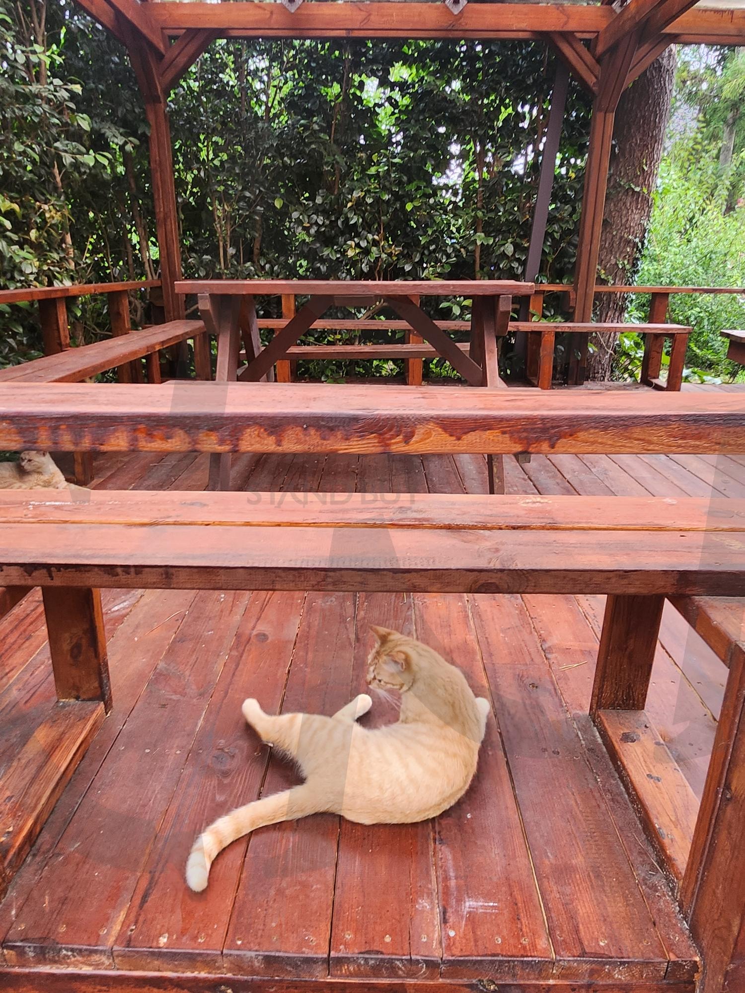 제주도 미로공원 고양이 | 제주도, 미로공원, 치즈냥이, 한적한오후, 힐링, 여행 | 스탠바이 STANDBUY 디지털 콘텐츠