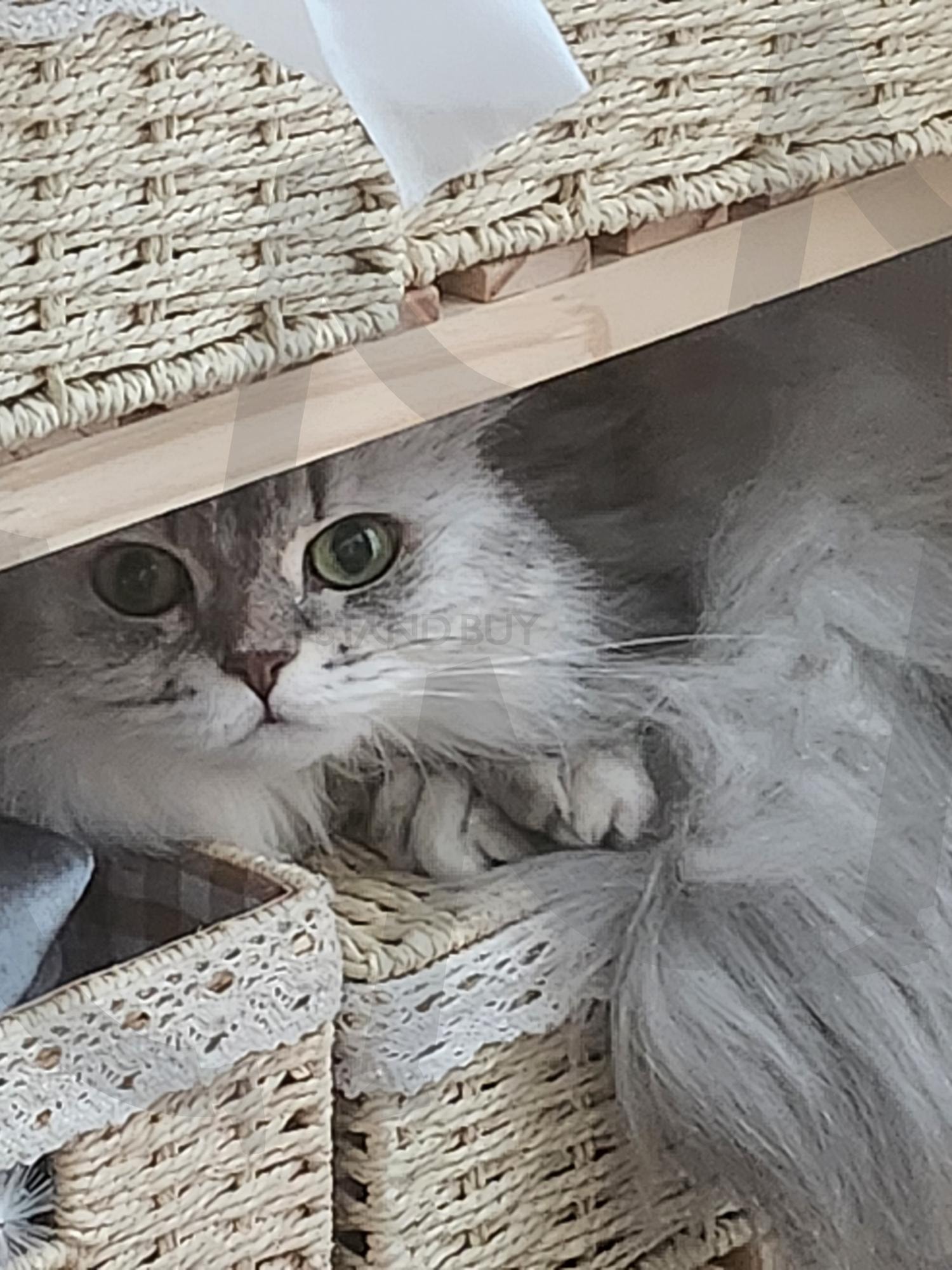 반려묘 | 반려묘, 페르시안친칠라, 고양이, 페르시안, 친칠라, 예쁜냥이 | 스탠바이 STANDBUY 디지털 콘텐츠