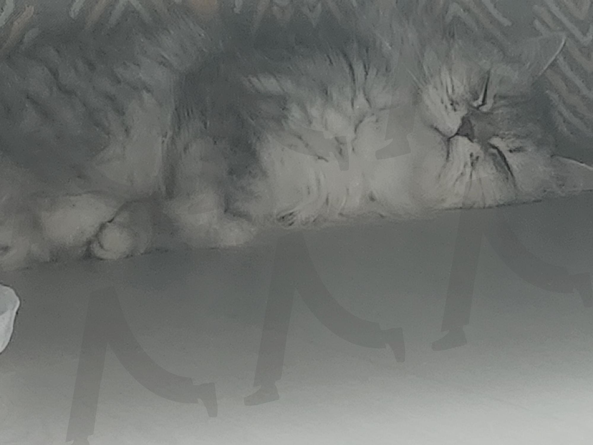 반려묘 | 잠자는냥이, 취침냥, 수면냥, 골골송, 귀요미, 반려묘일상 | 스탠바이 STANDBUY 디지털 콘텐츠