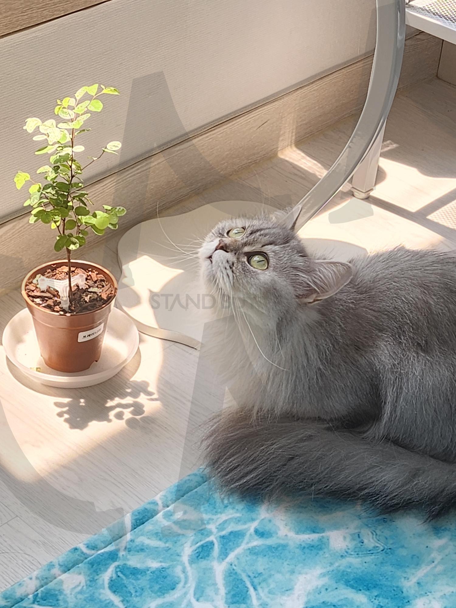 광합성 | 광합성, 식물과고양이, 반려묘, 페르시안친칠라, 엉뚱한고양이, 호기심냥이 | 스탠바이 STANDBUY 디지털 콘텐츠