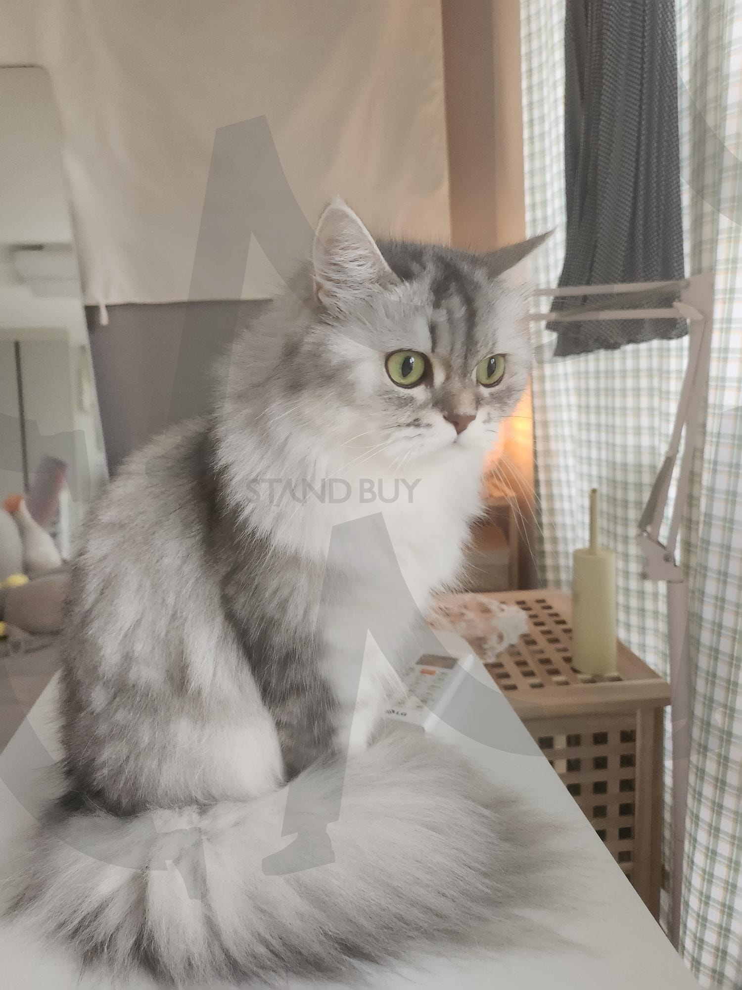 반려묘 | 고양이, 반려묘, 페르시안, 페르시안친칠라, 친칠라, 집냥이 | 스탠바이 STANDBUY 디지털 콘텐츠