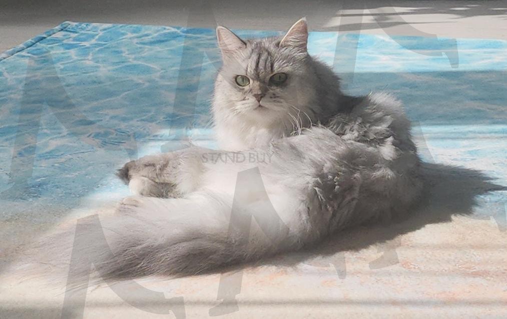 빛과 여름 | 미묘, 페르시안친칠라, 고양이, 냥집사, 반려묘 | 스탠바이 STANDBUY 디지털 콘텐츠