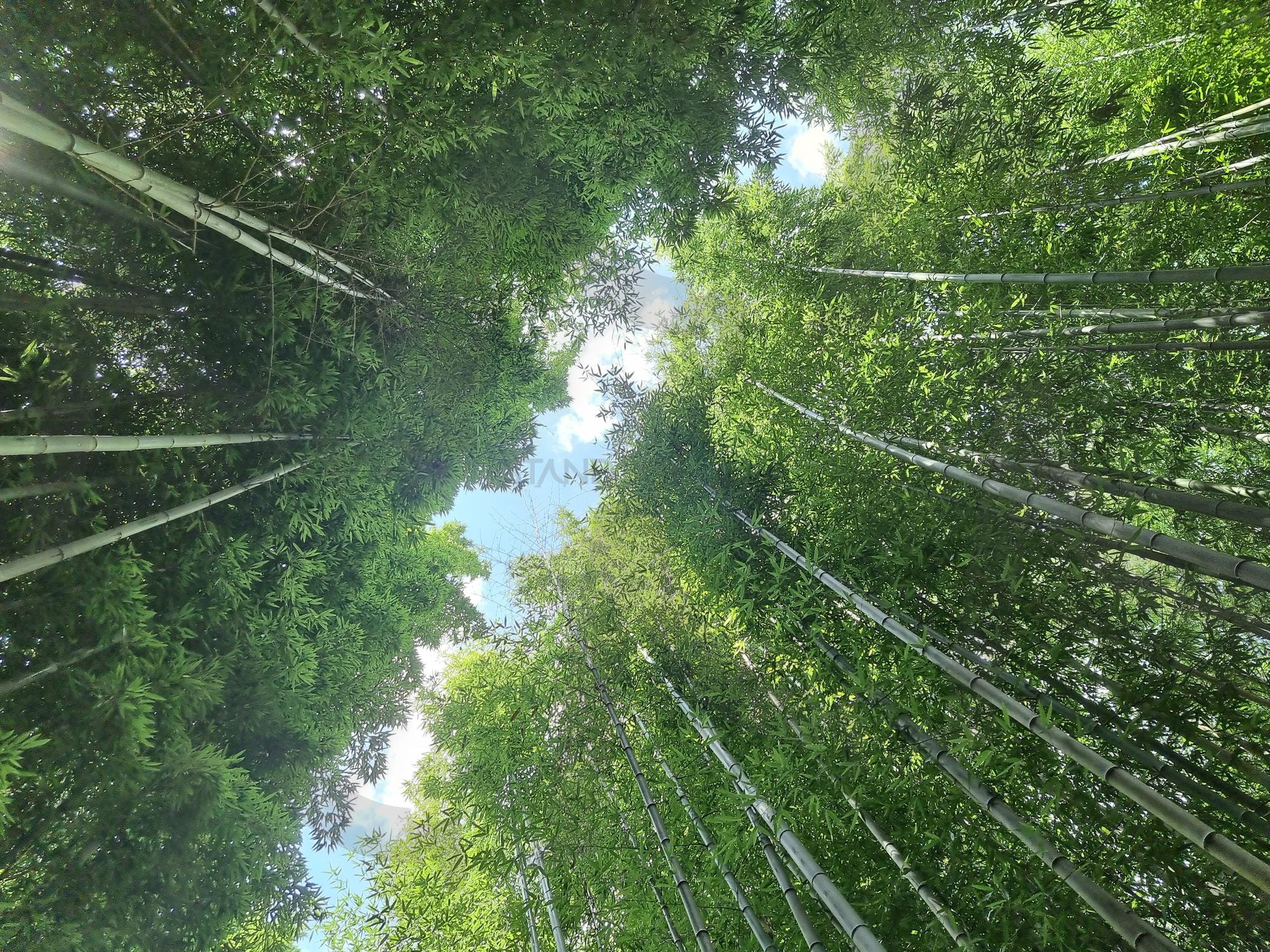 대나무숲 | 대나무, 숲, 힐링, 감성, 여름 | 스탠바이 STANDBUY 디지털 콘텐츠