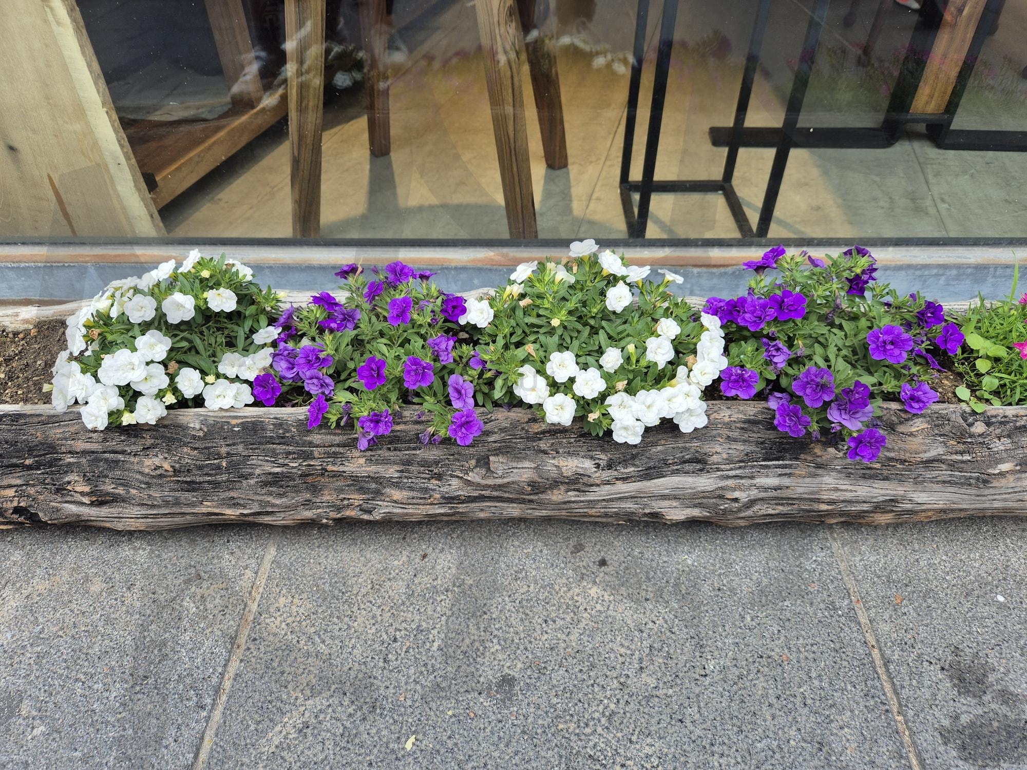 길가 화분 | 화분, 꽃, 인사동, 서울, seoul | 스탠바이 STANDBUY 디지털 콘텐츠