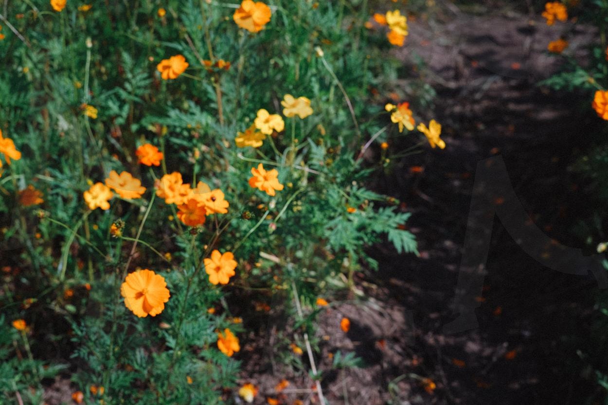 황화코스모스 | 양산황산공원, 아날로그, analogue, 필름사진, 필름, 필름카메라, 코스모스, a film photograph | 스탠바이 STANDBUY 디지털 콘텐츠